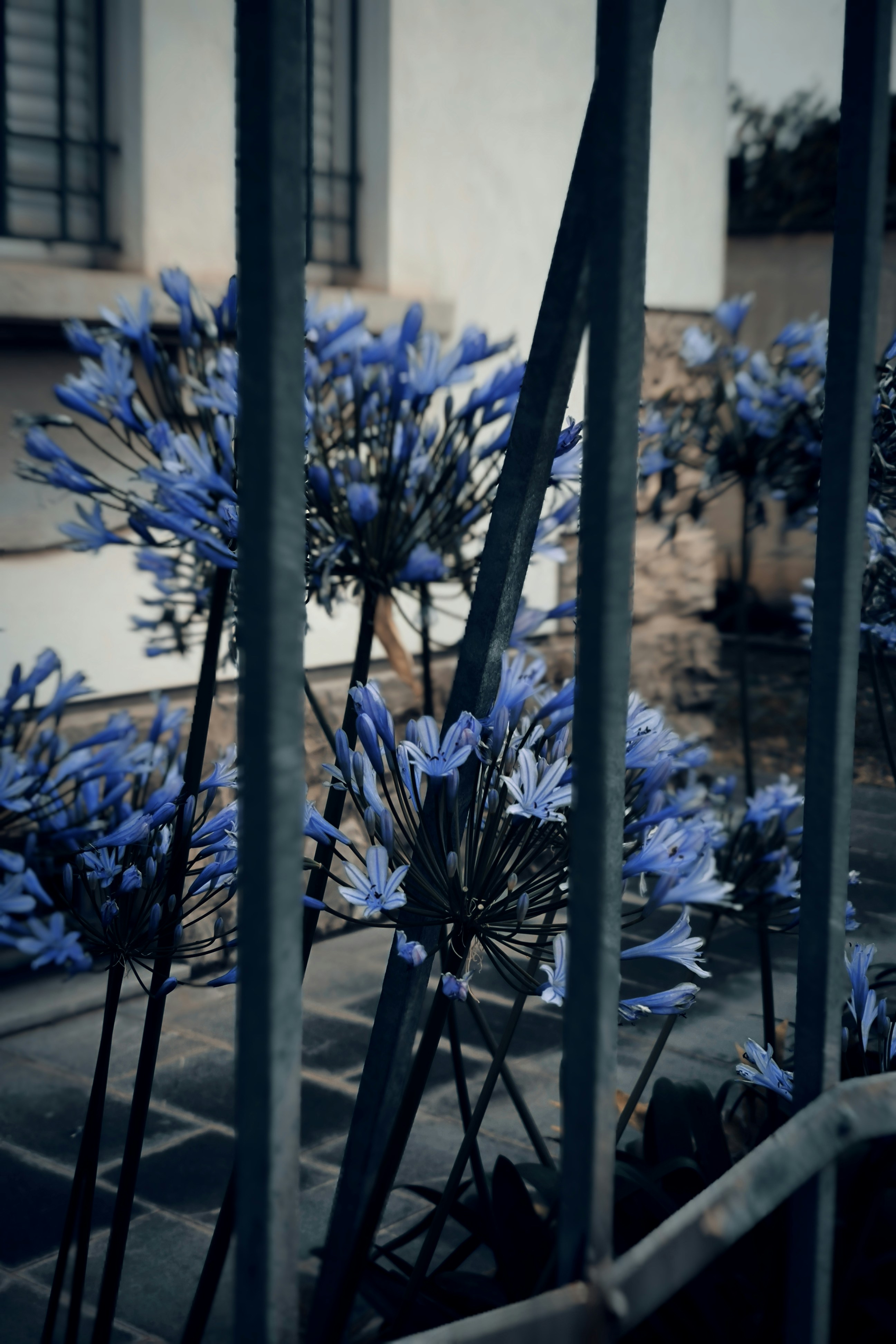 A bunch of blue flowers in front of a building