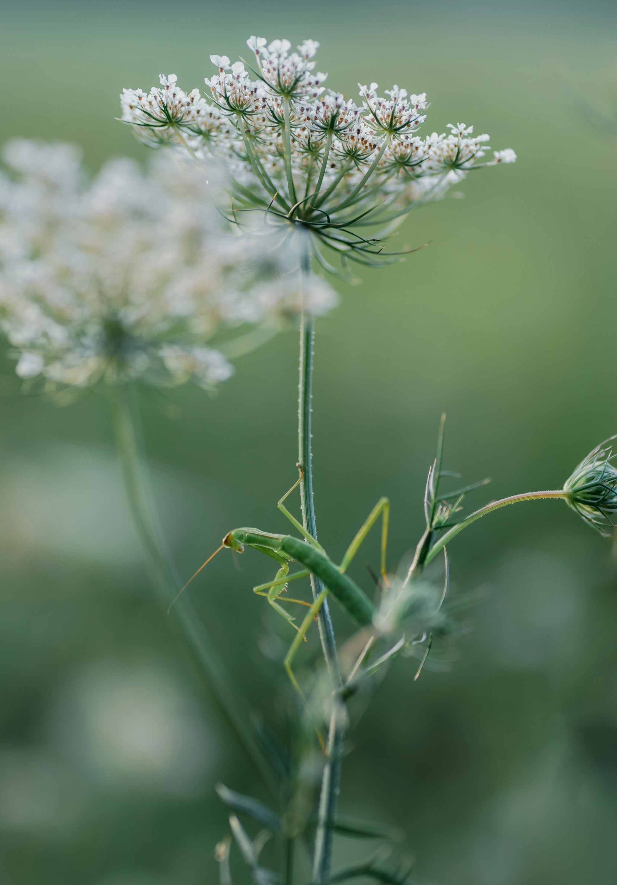 Photo by renatakneedham