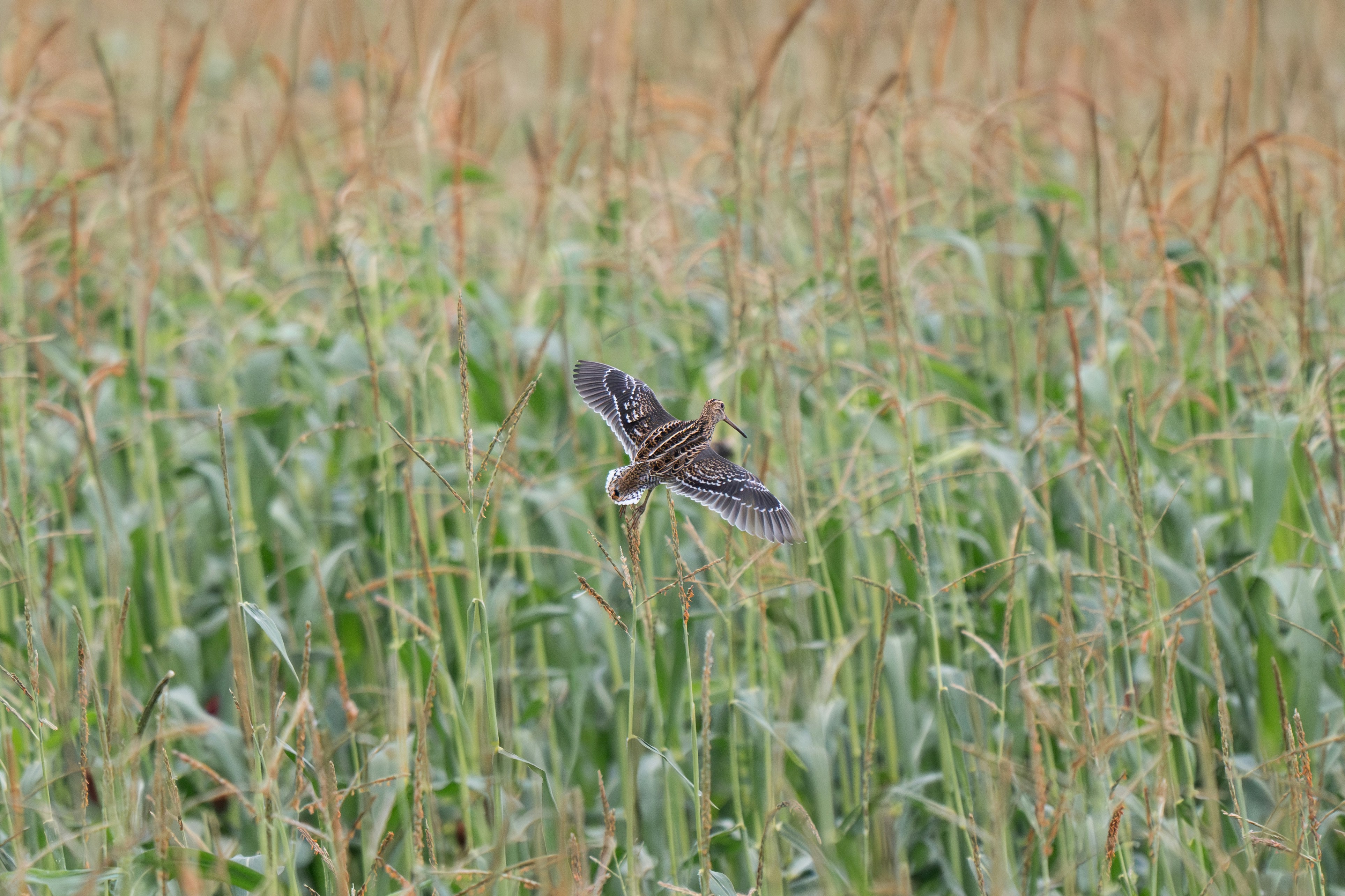 A bird flying over a field of tall grass