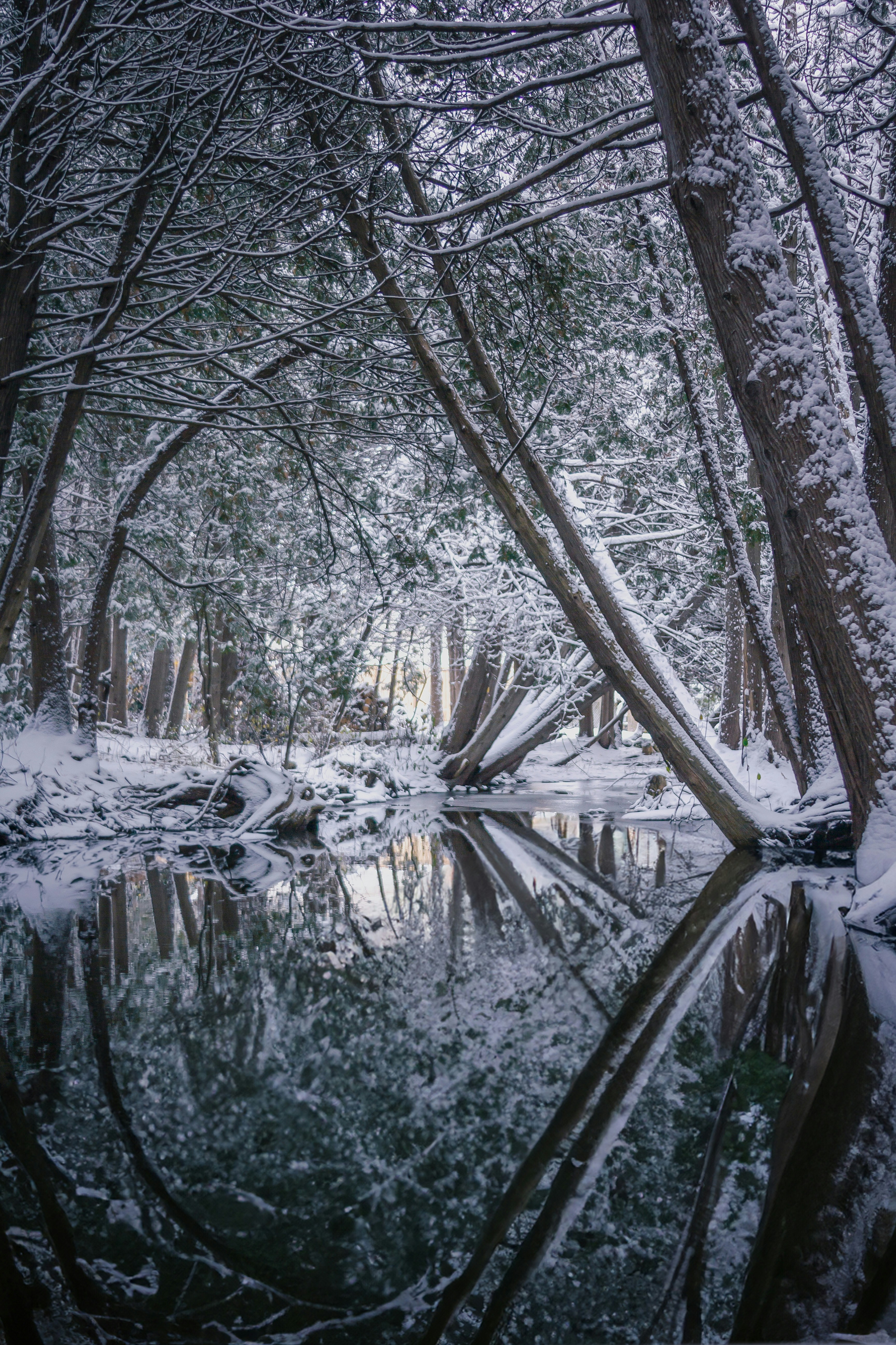 A small pond surrounded by snow covered trees