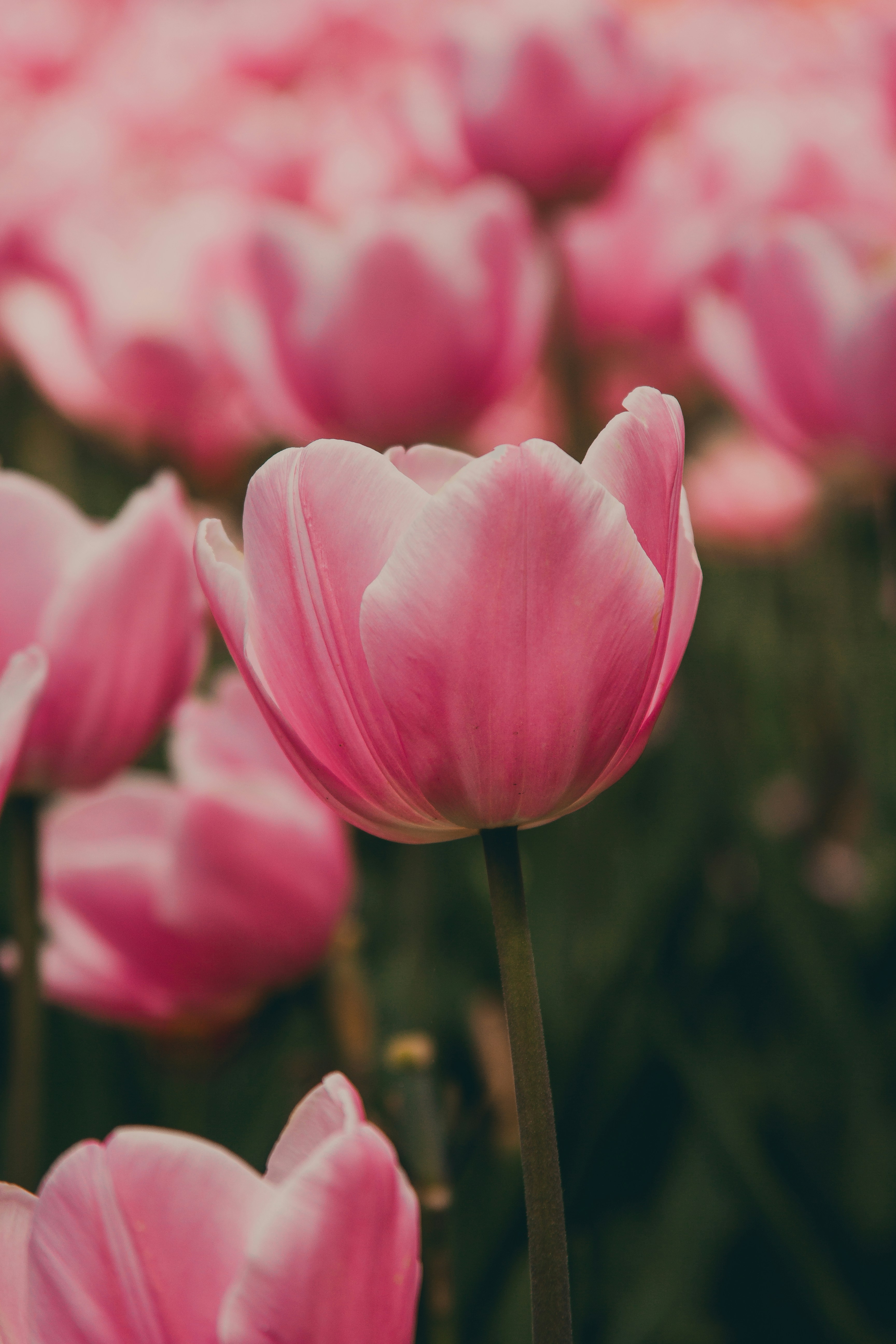 A field of pink tulips with a blurry background
