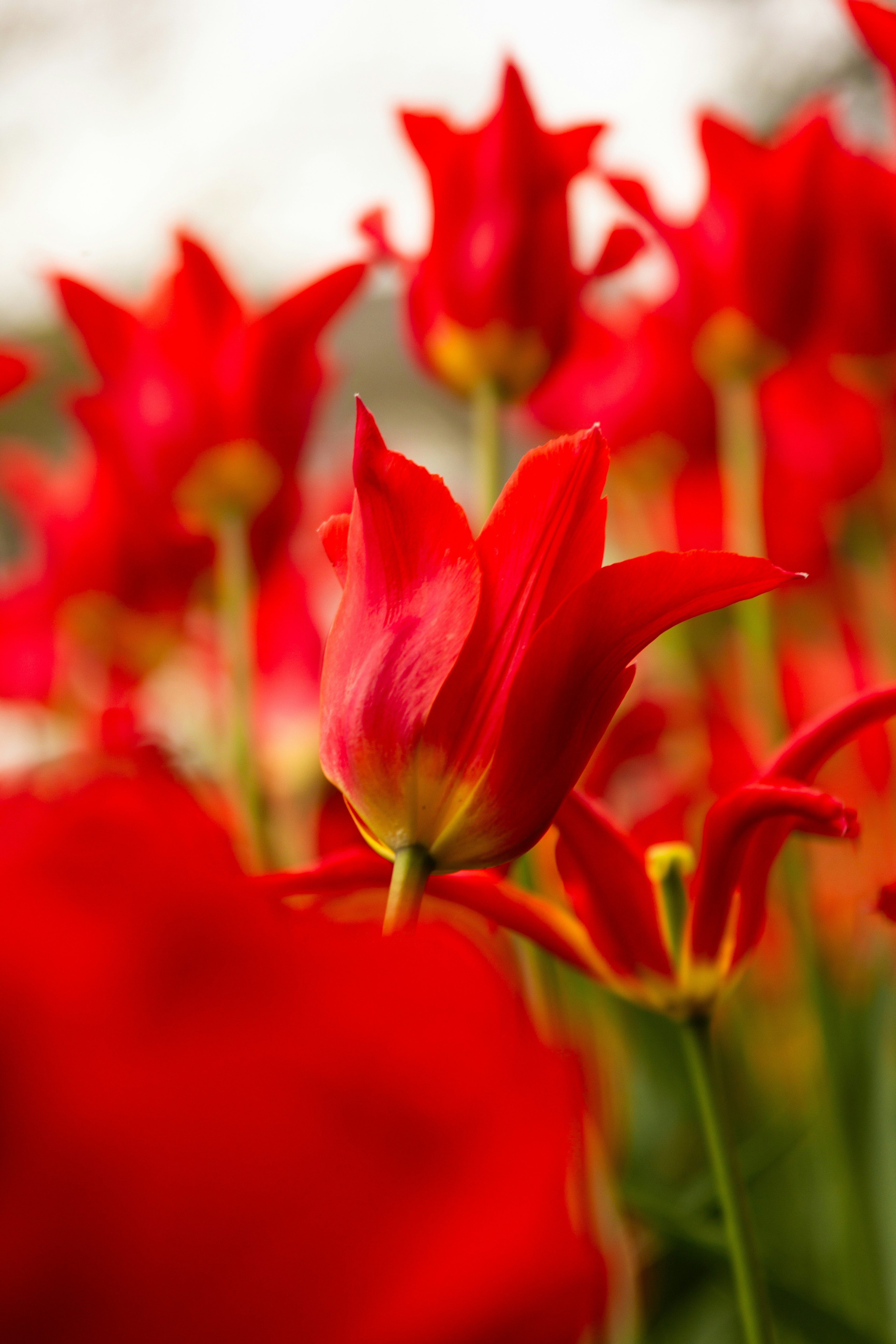 A bunch of red flowers that are in a field