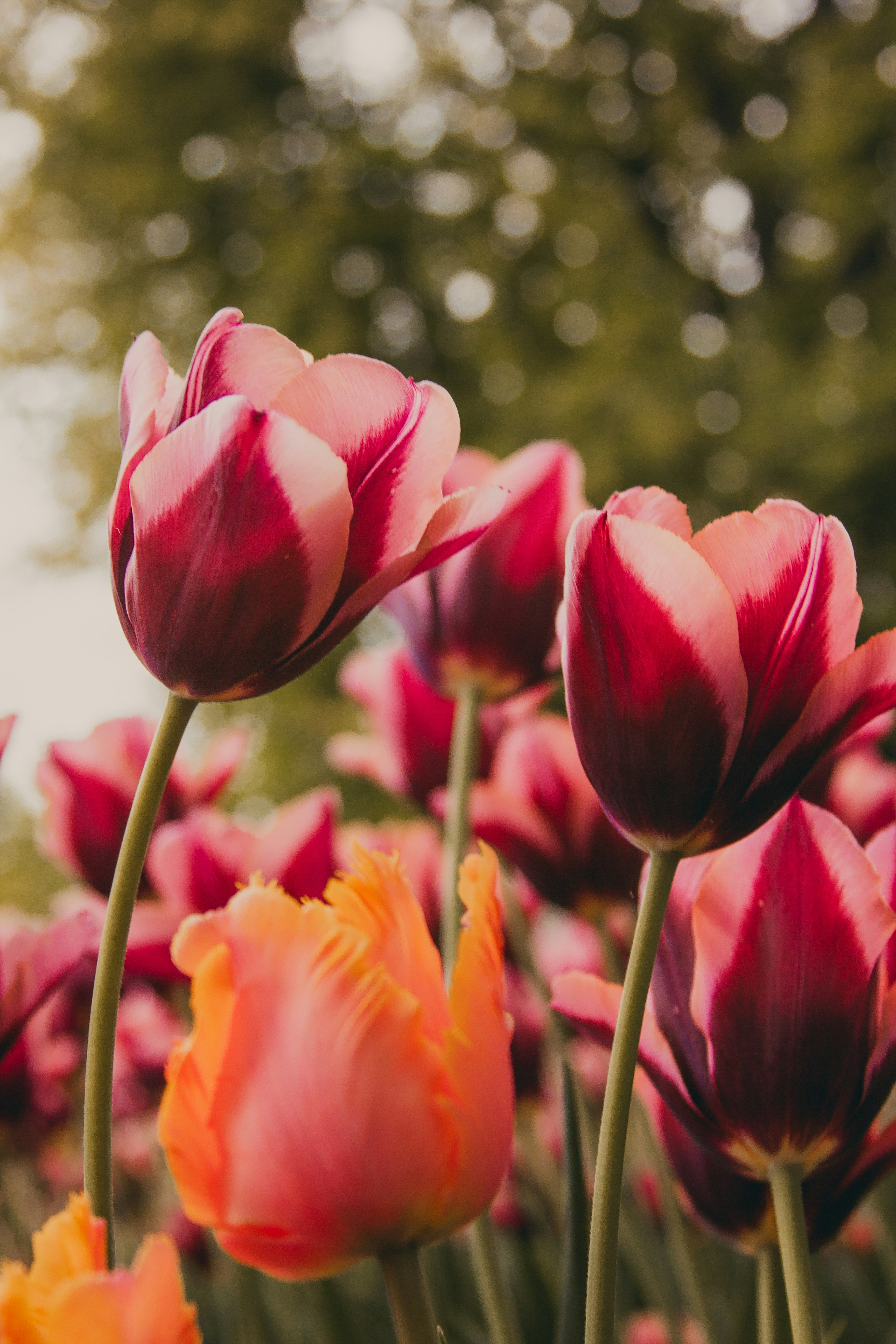 A field of red and yellow tulips with trees in the background