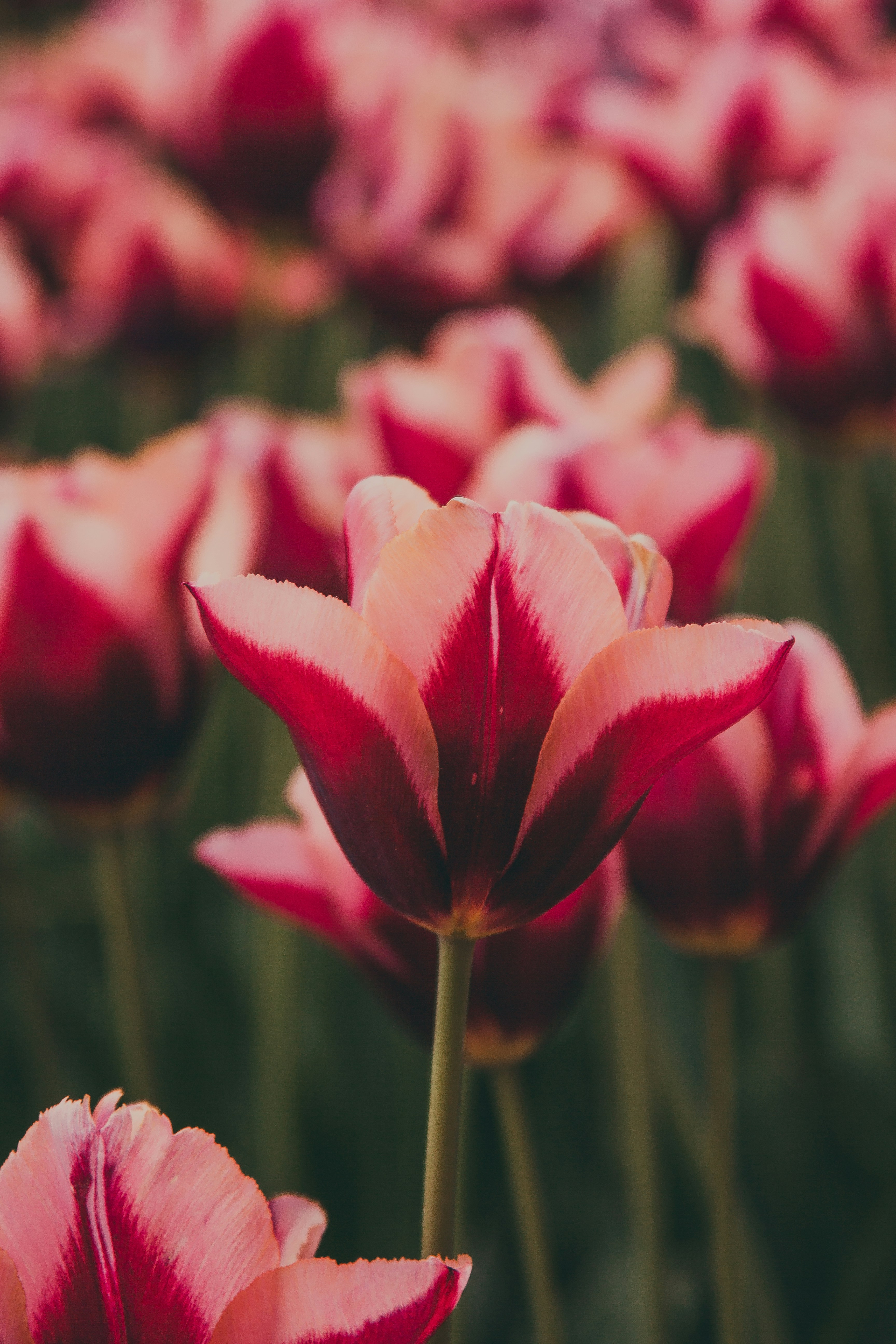 A field full of pink flowers with green stems