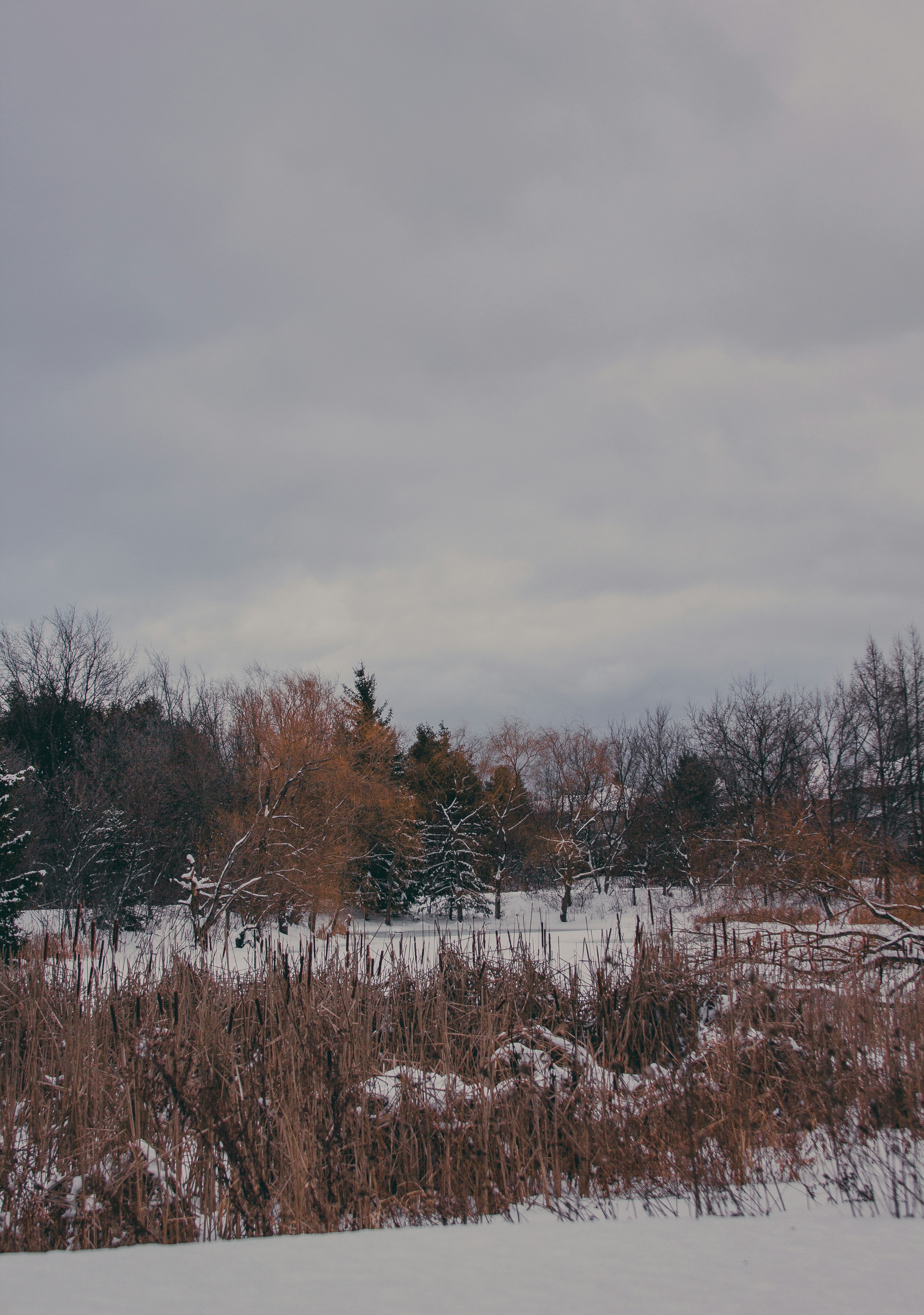 A snow covered field with trees in the background