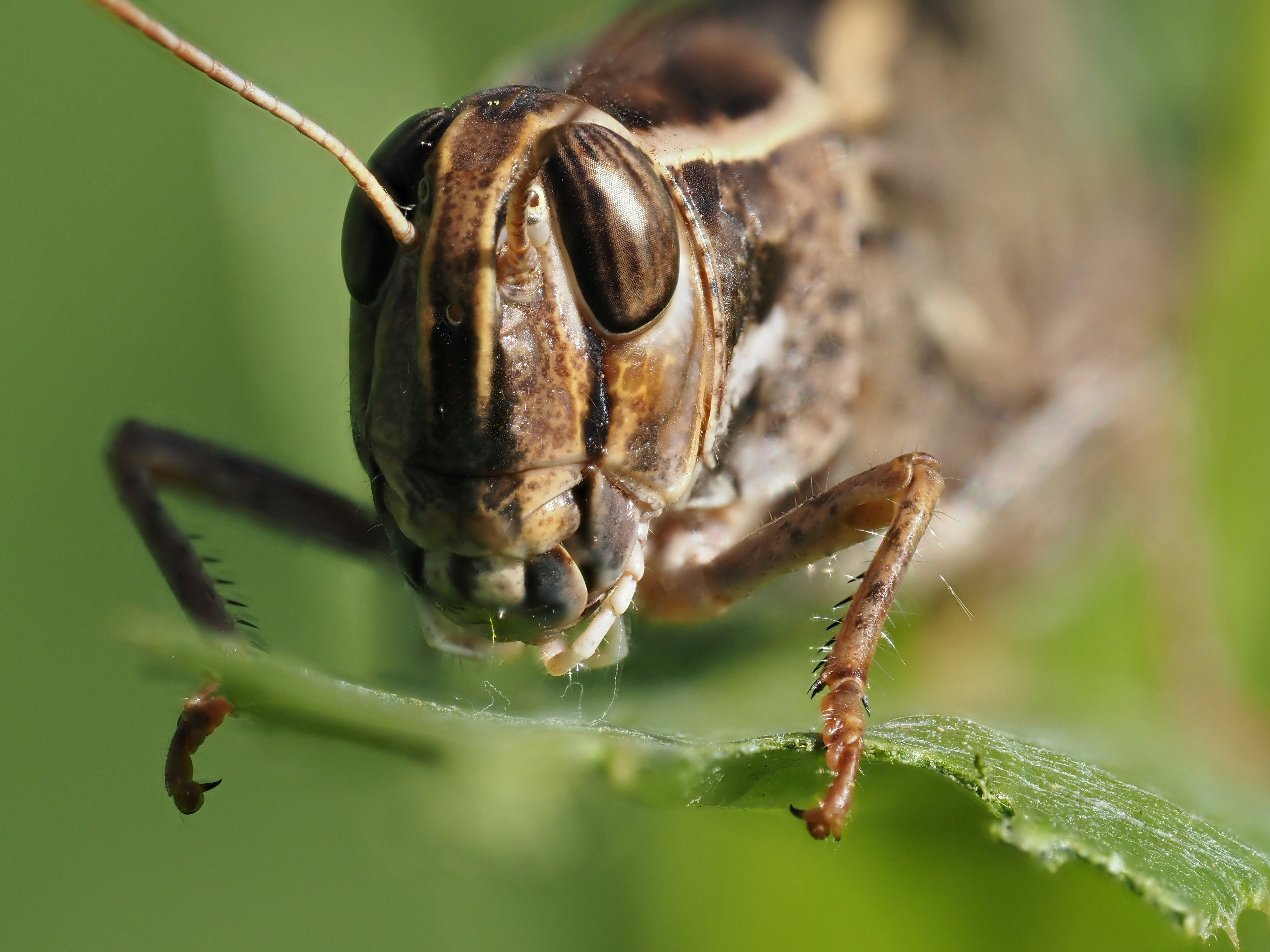 緑の葉にとまる2匹のバッタの写真 – Unsplashの動物の無料画像