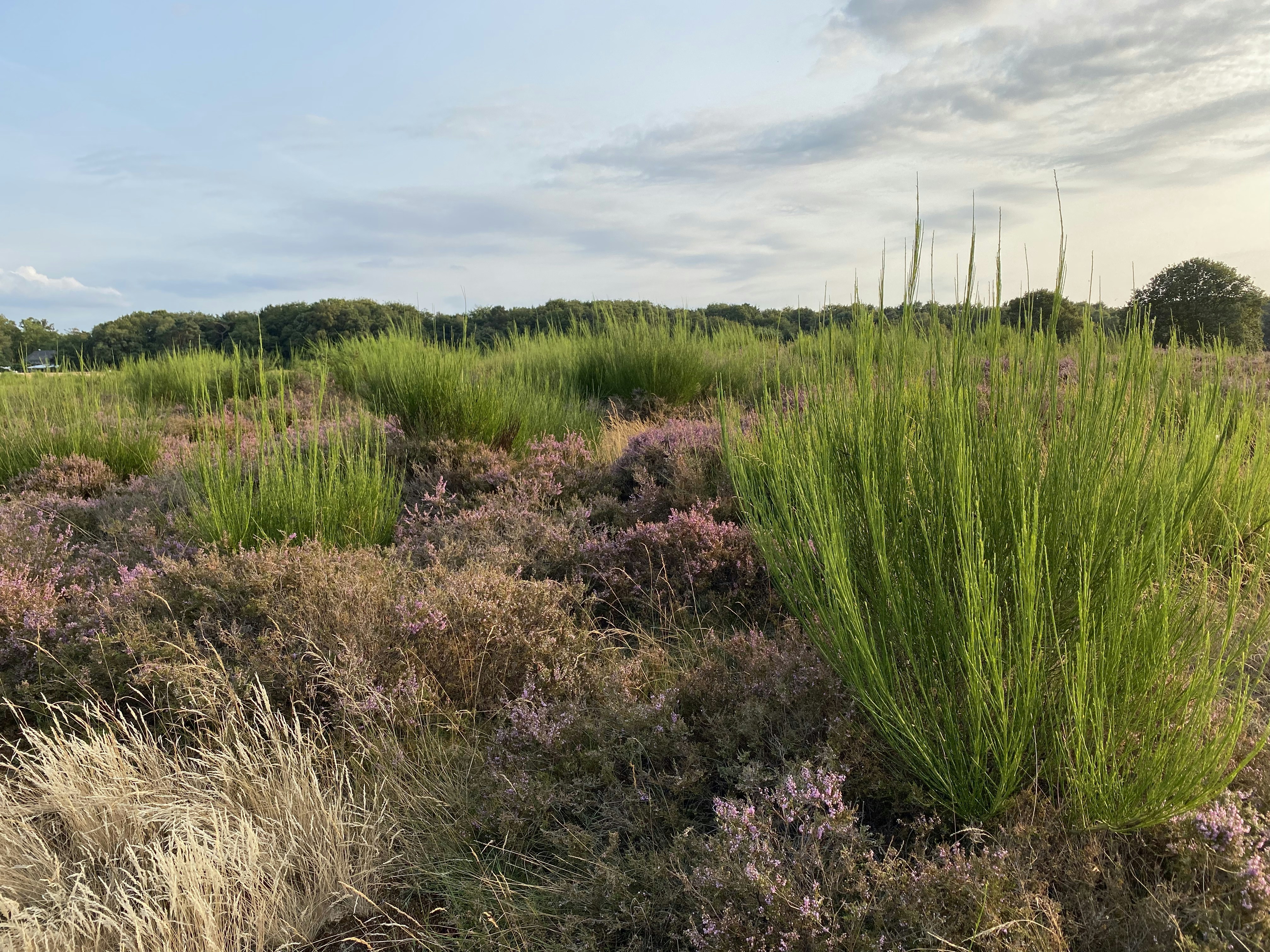 Afbeelding van Blaricum