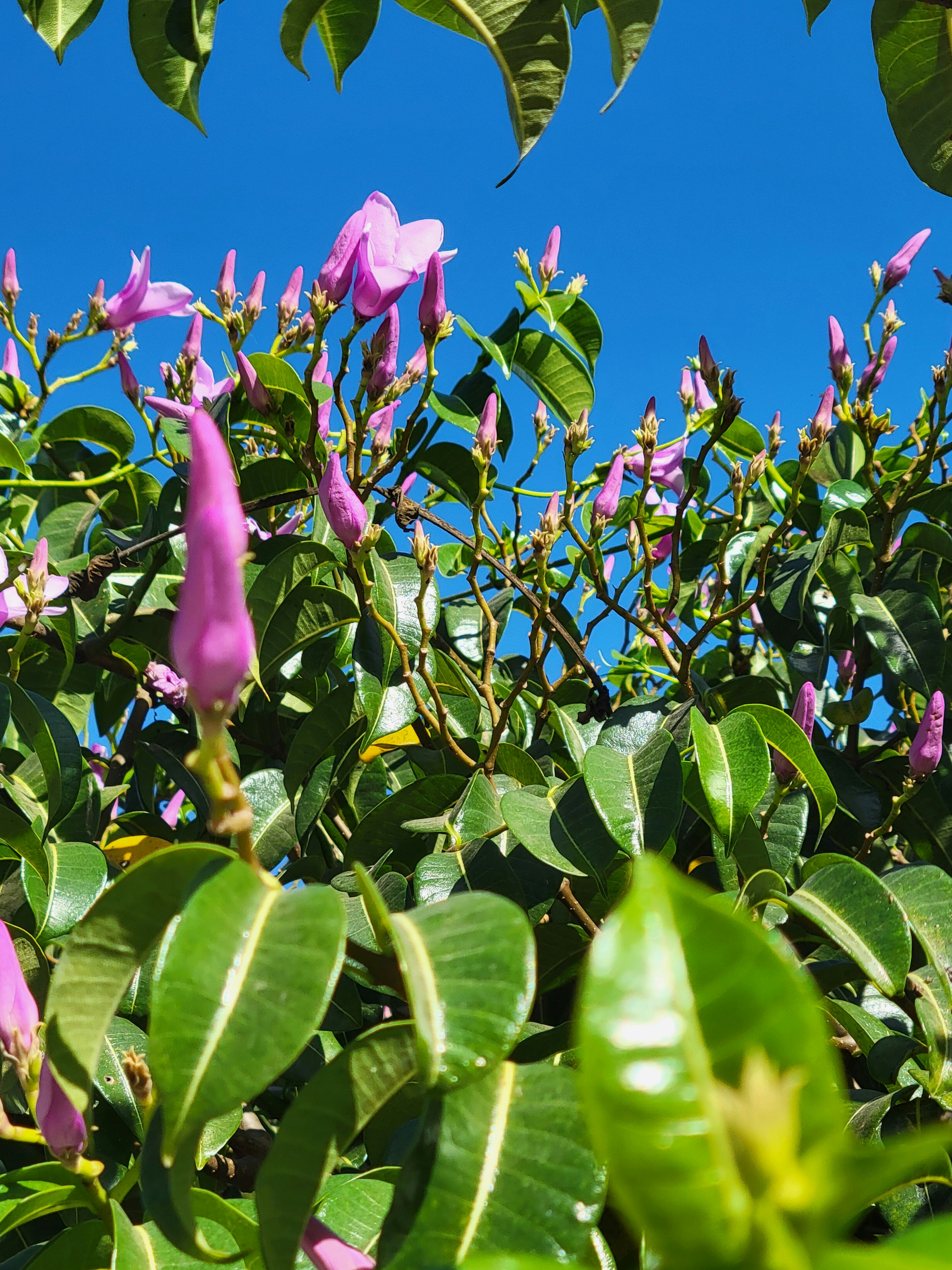 Ein Busch mit violetten Blüten und grünen Blättern