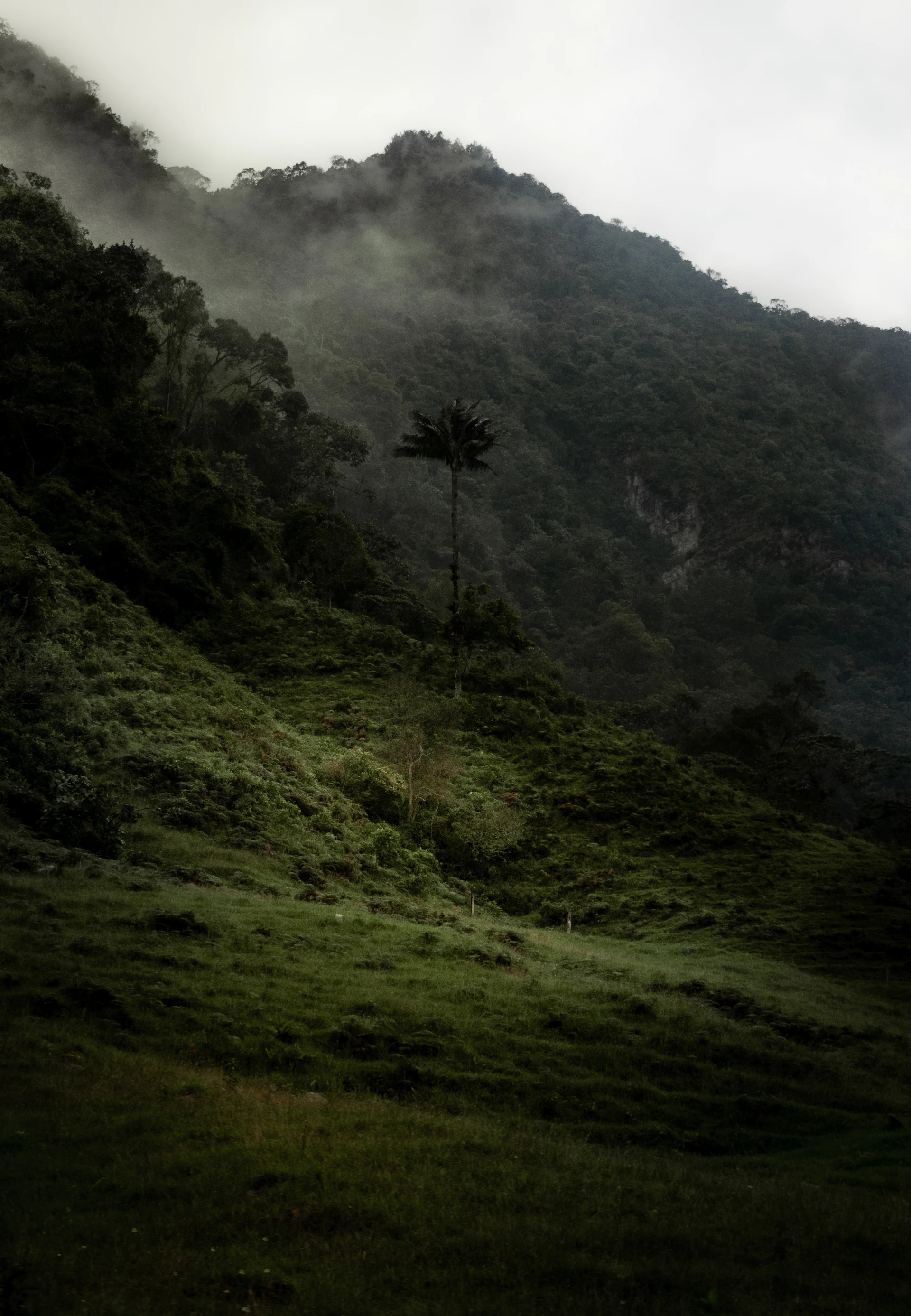 A hill with a tree in the middle of it