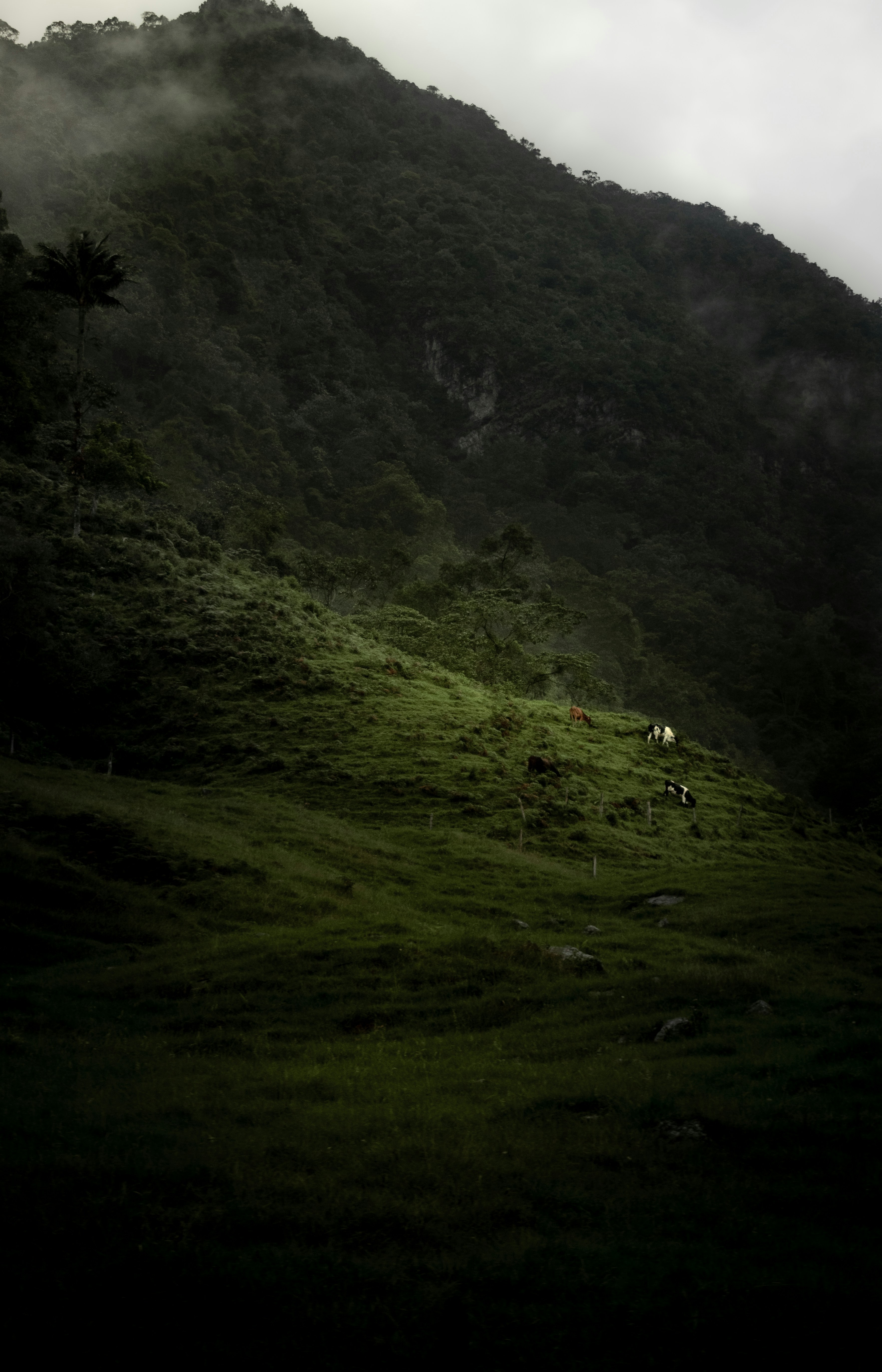 Photo by sebaslaverde_nkn