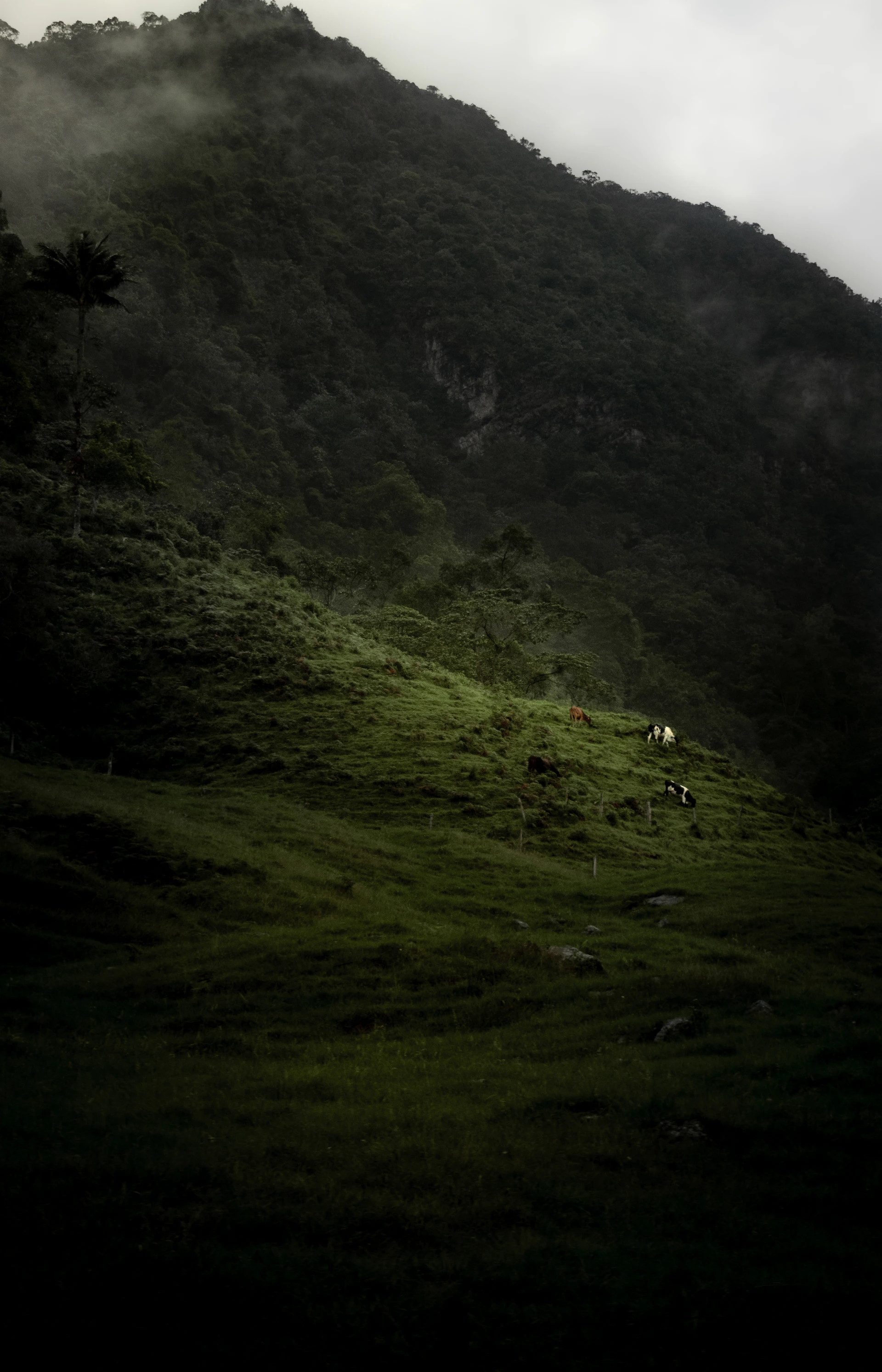 A grassy hill with a few trees on top of it