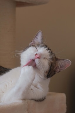 A cat laying on top of a scratching post