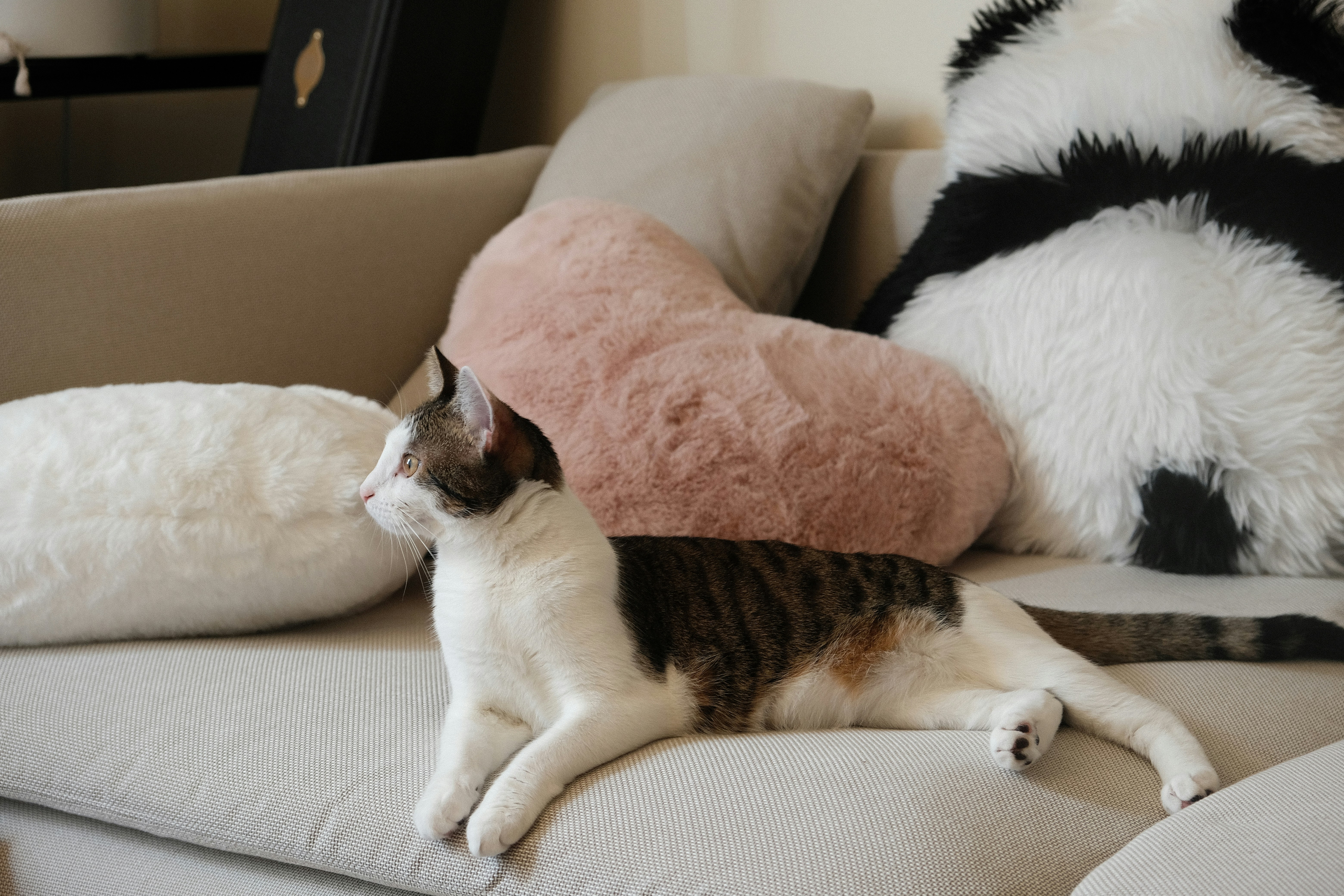 A cat sitting on a couch next to pillows