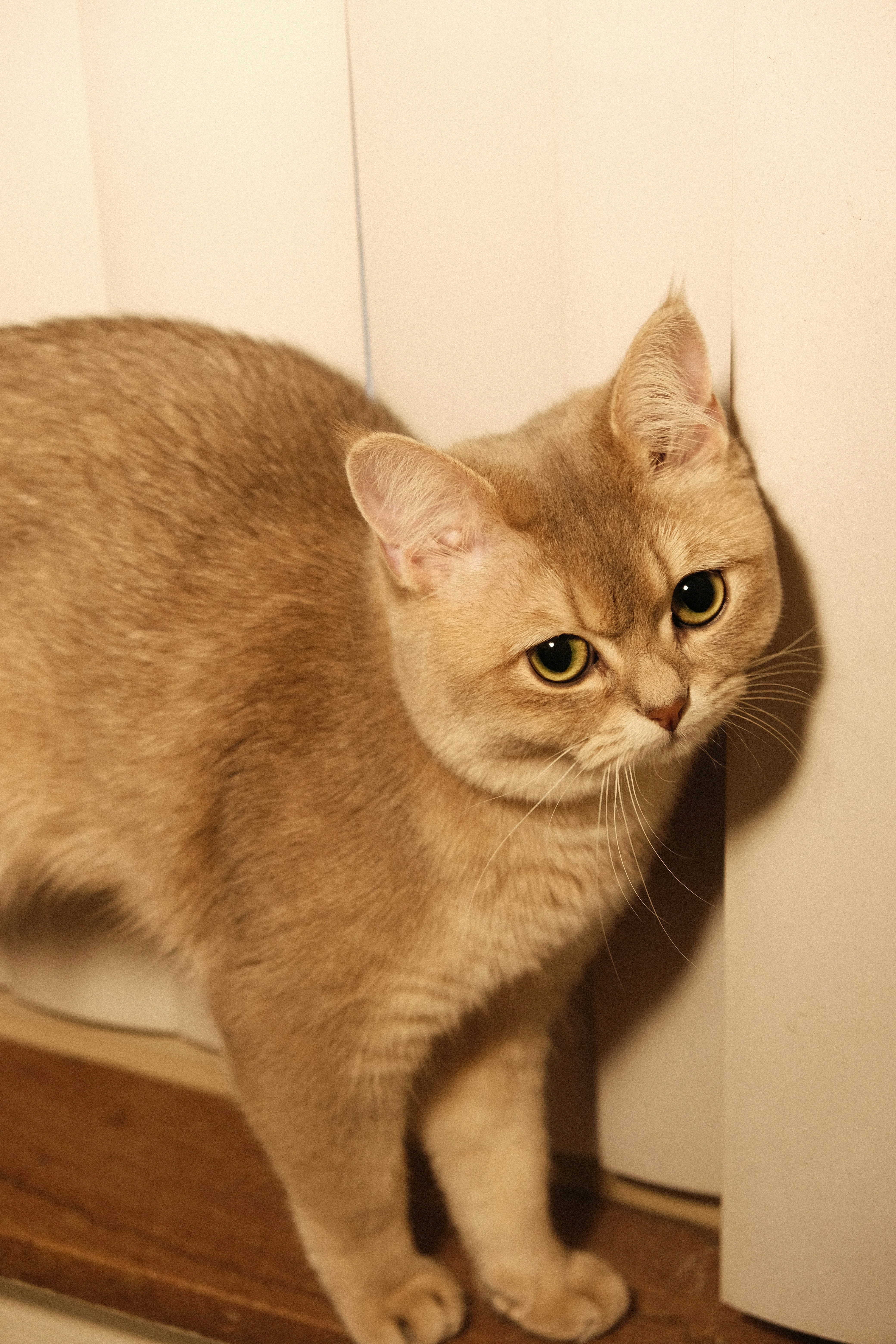 Un gato parado en una repisa frente a una puerta