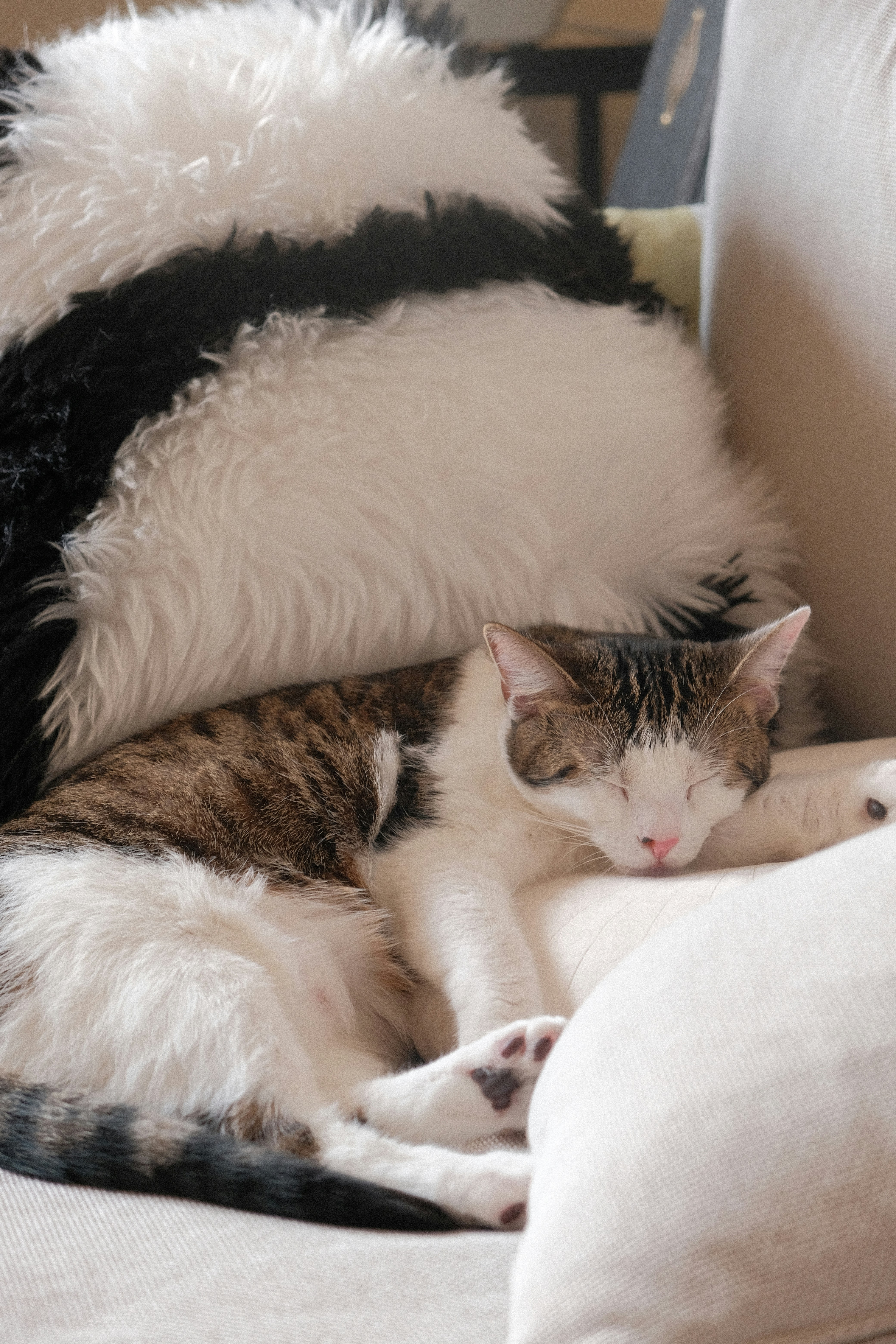 Enjoying the Softness and Comfort (image credits: unsplash)