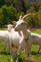 A herd of goats standing on top of a lush green field