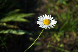 A single white flower with a yellow center