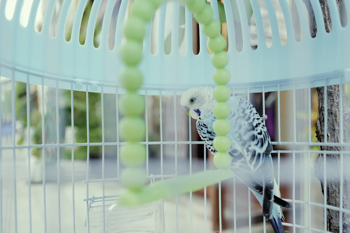 A parakeet in a bird cage with beads hanging from it