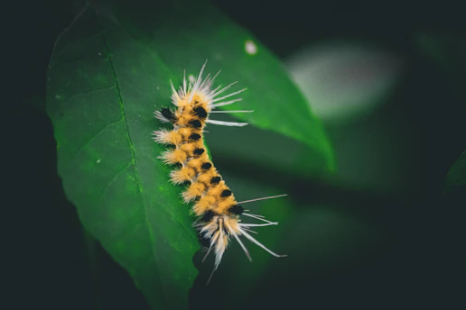 A caterpillar crawling on a green leaf