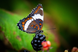 A close up of a butterfly on a plant