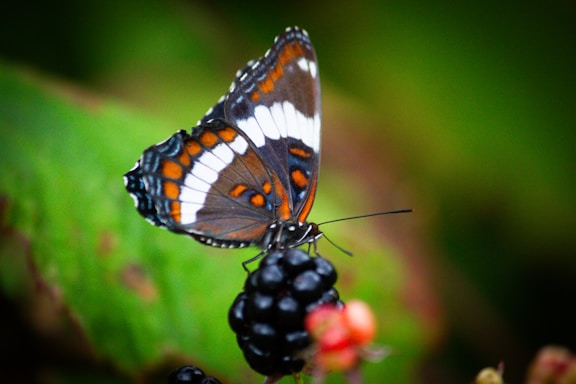 A close up of a butterfly on a plant