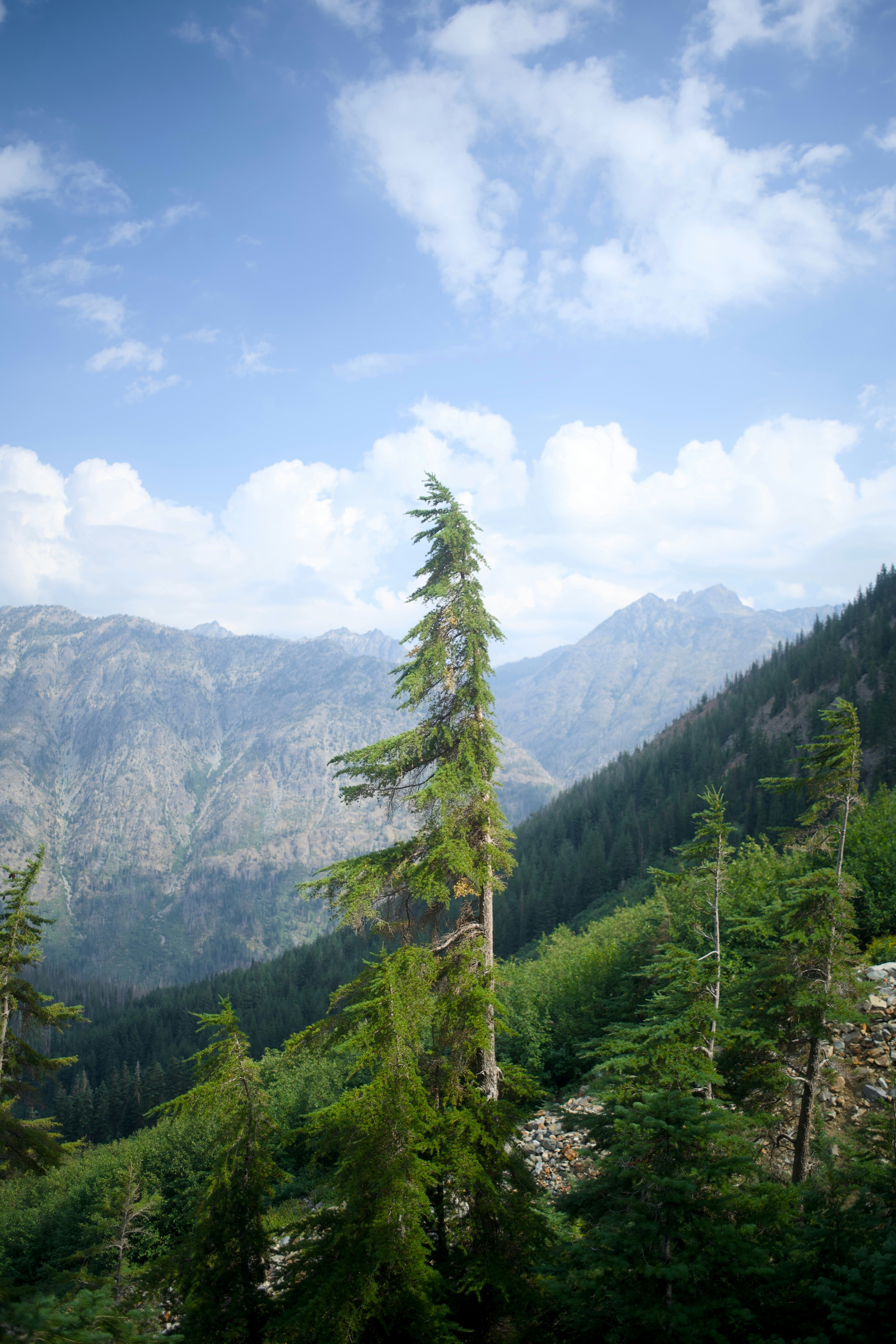A view of a mountain range with trees in the foreground