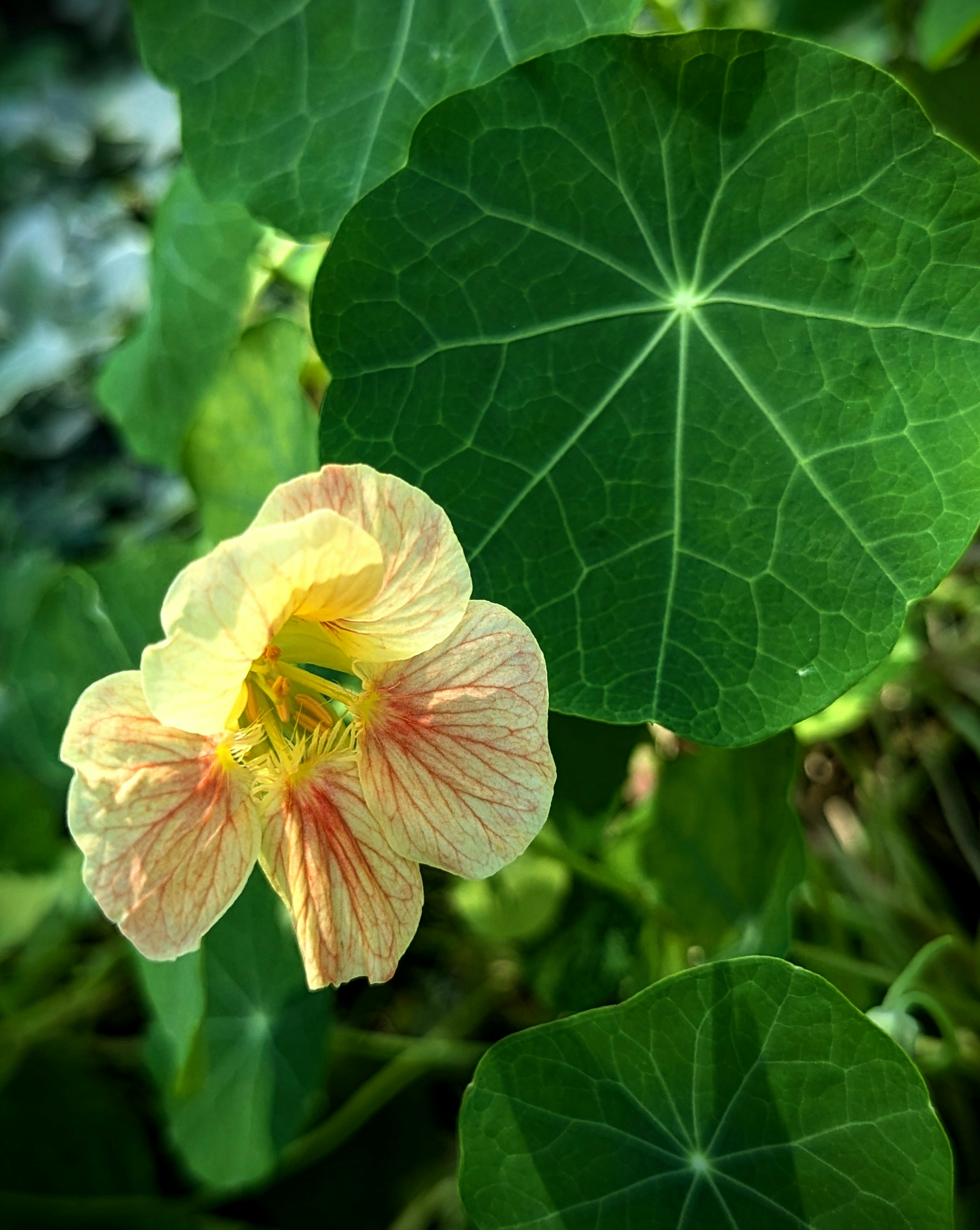 Une fleur jaune avec des feuilles vertes en arrière-plan