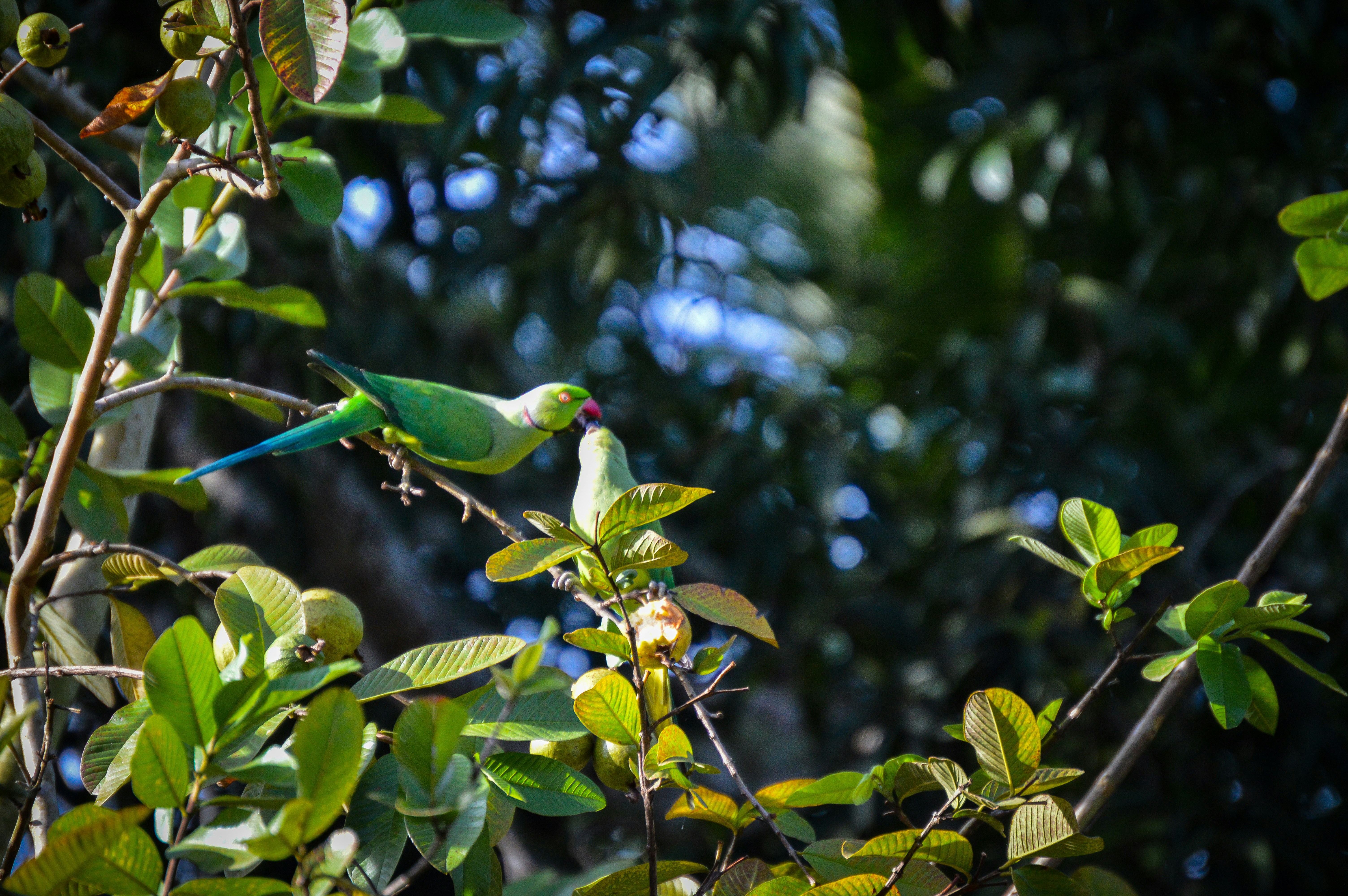 Photo by jithinvijayamohanan