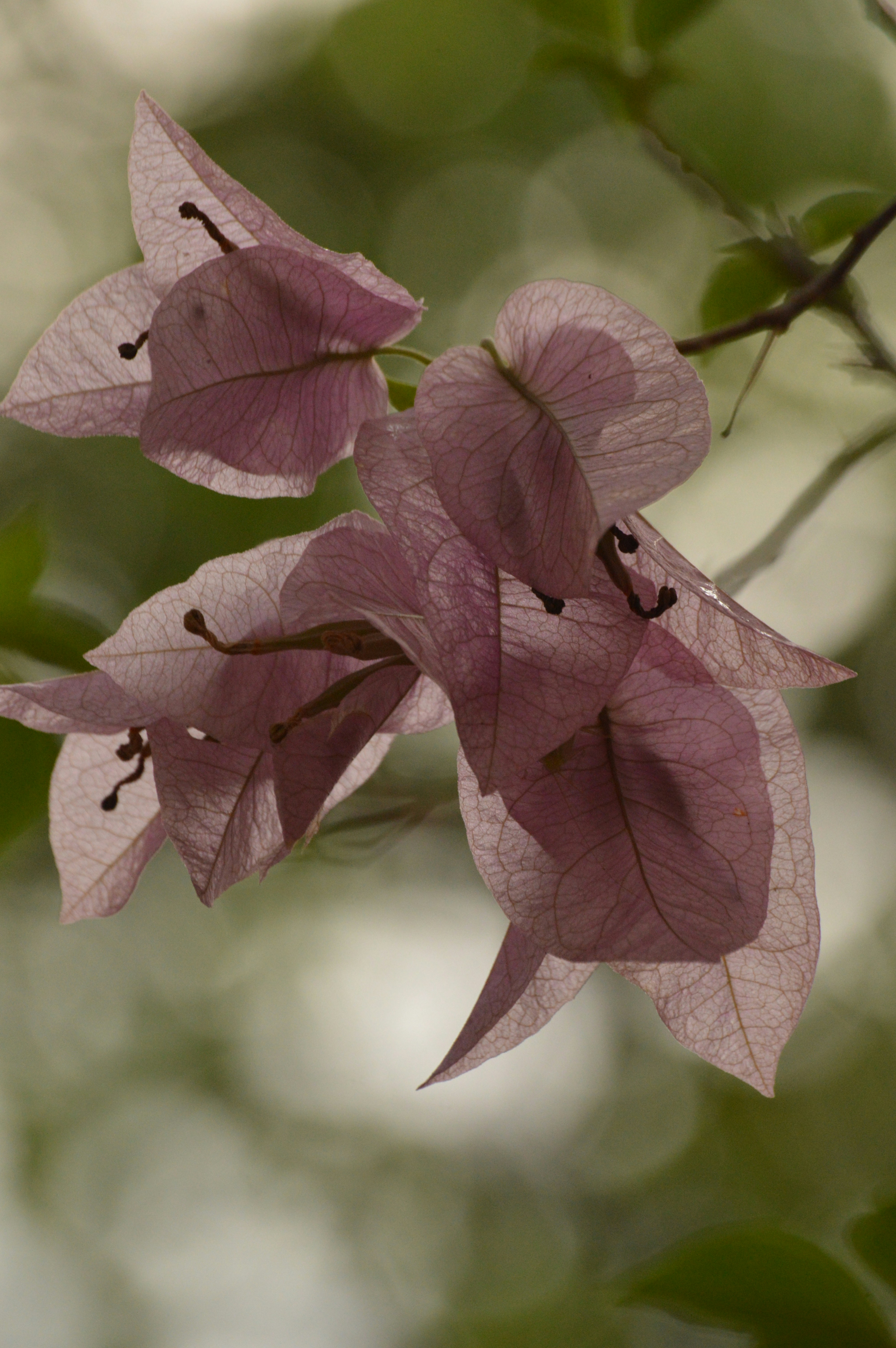 Photo by jithinvijayamohanan