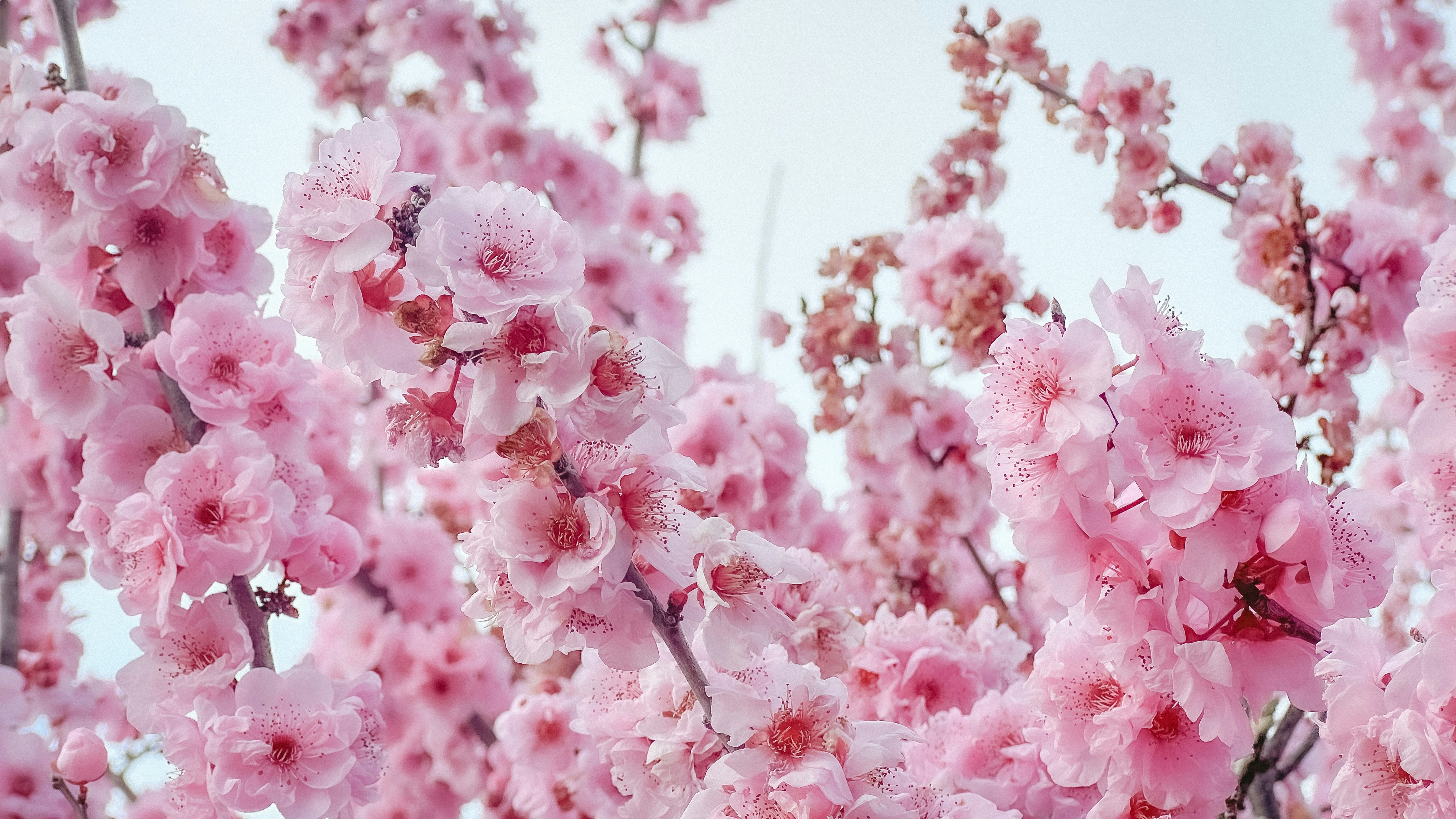 Photo by junelmujar