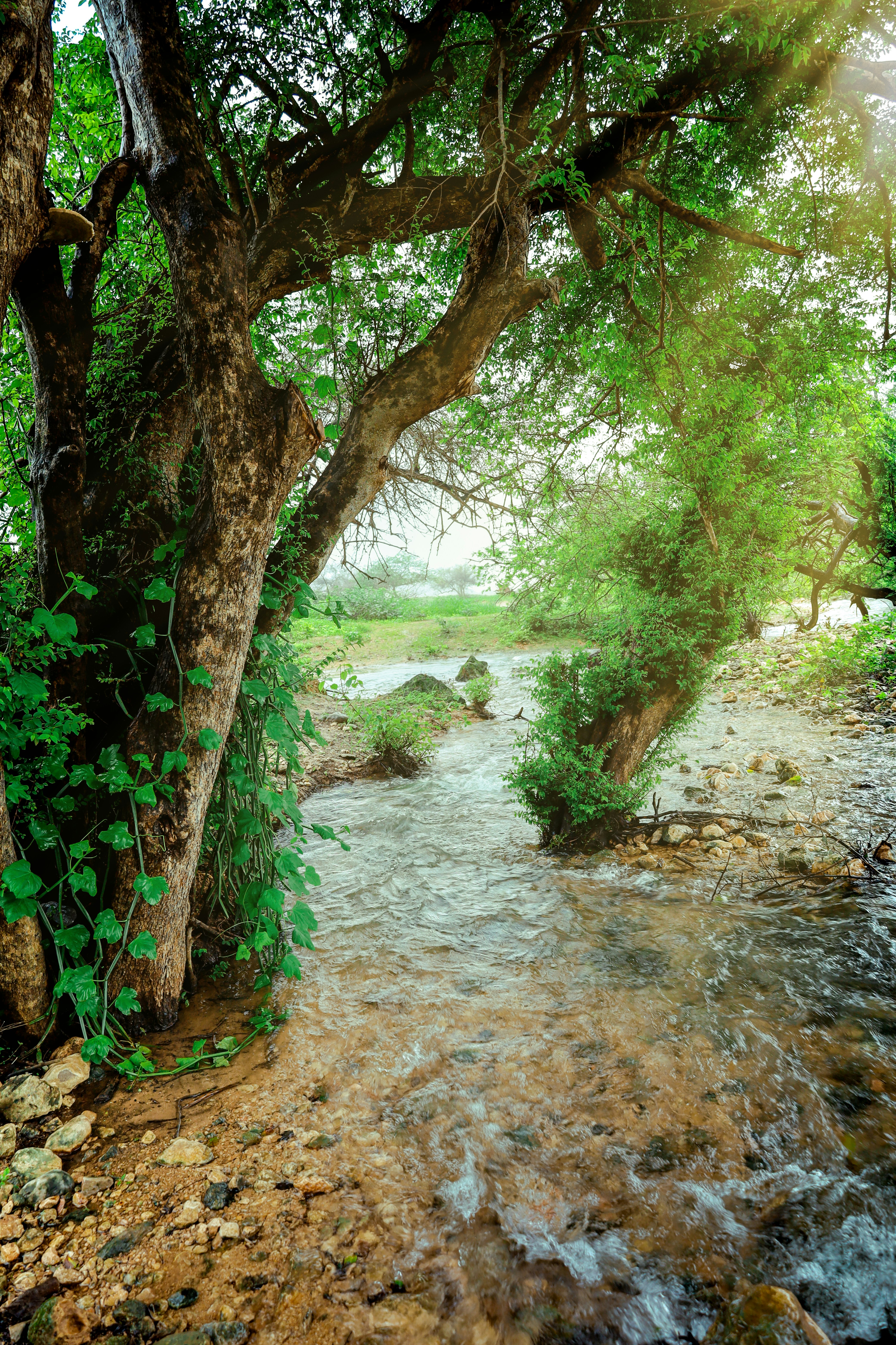 mindfulness wallpaper, wallpaper, Bisnis Insanul Fahmi: Peluang, Strategi, dan Tips Sukses 4