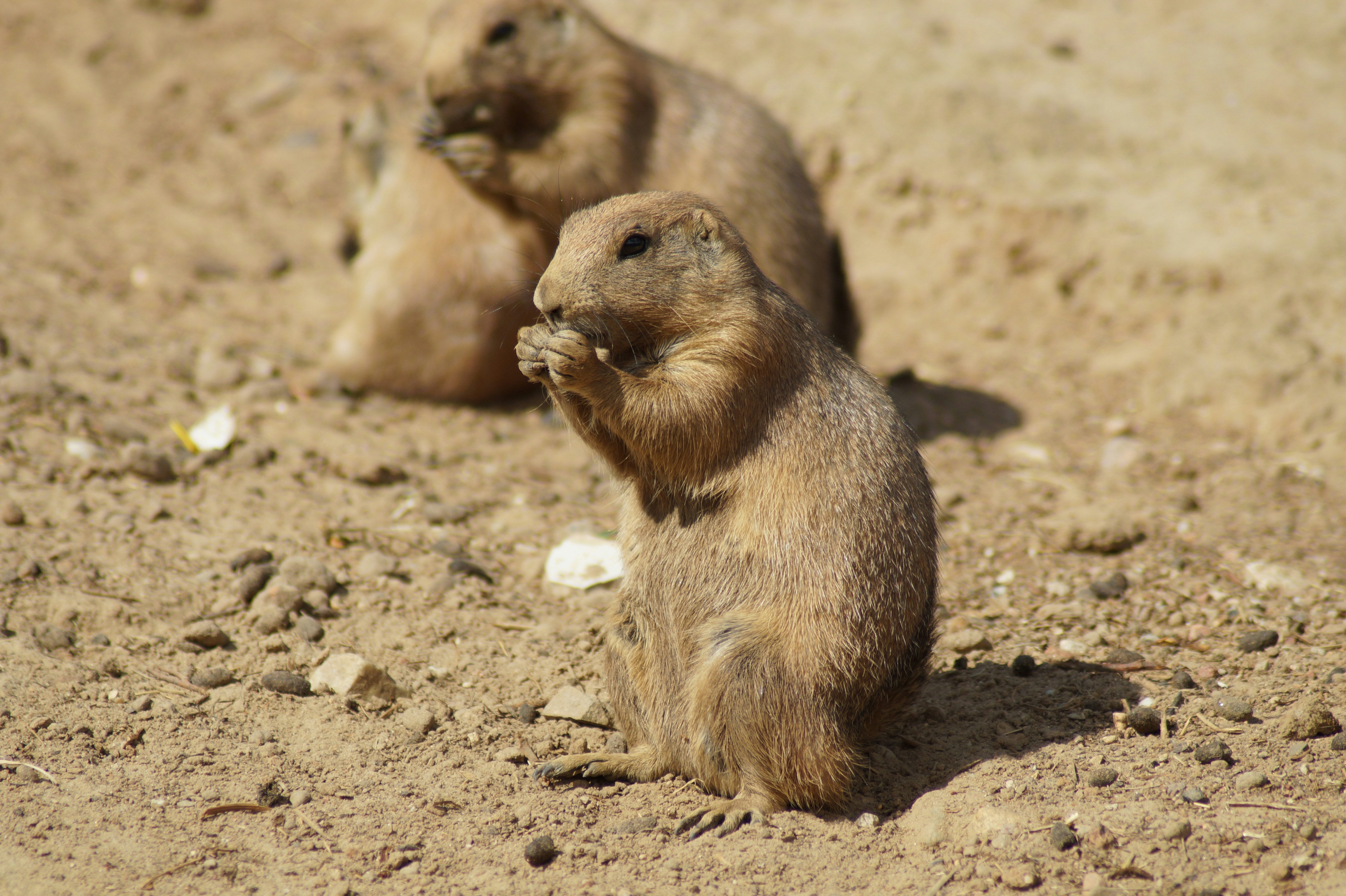 A couple of small animals standing on top of a dirt field