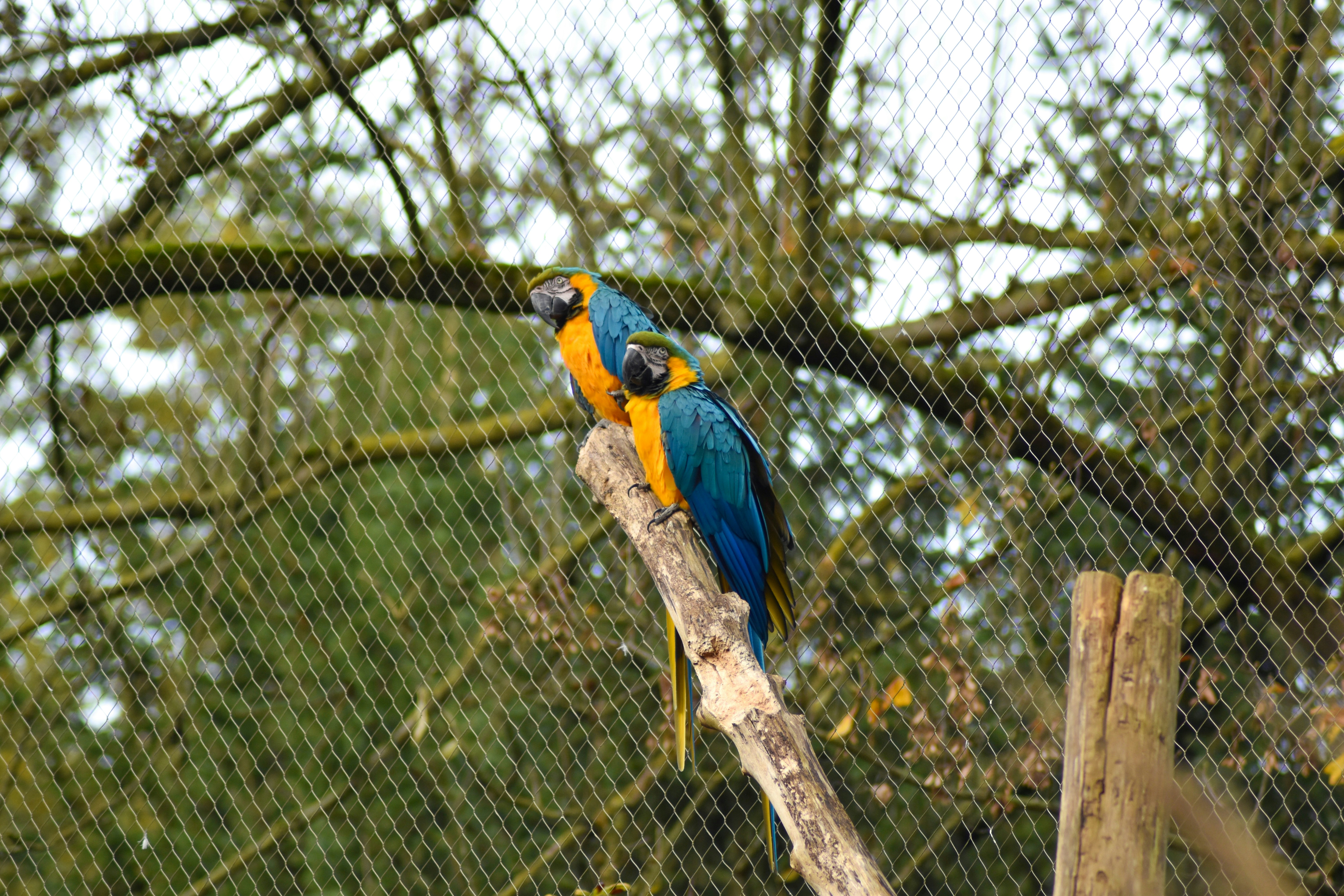 A blue and yellow bird sitting on a tree branch photo – Free Background ...