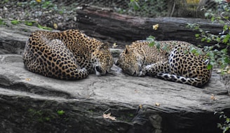 Two leopards laying on a rock in a zoo