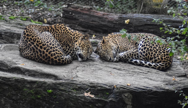 Two leopards laying on a rock in a zoo