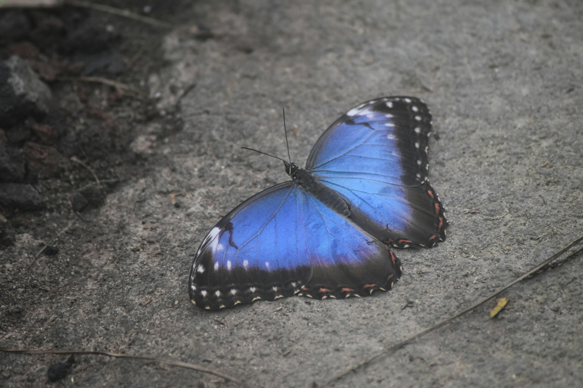 A blue butterfly sitting on the ground