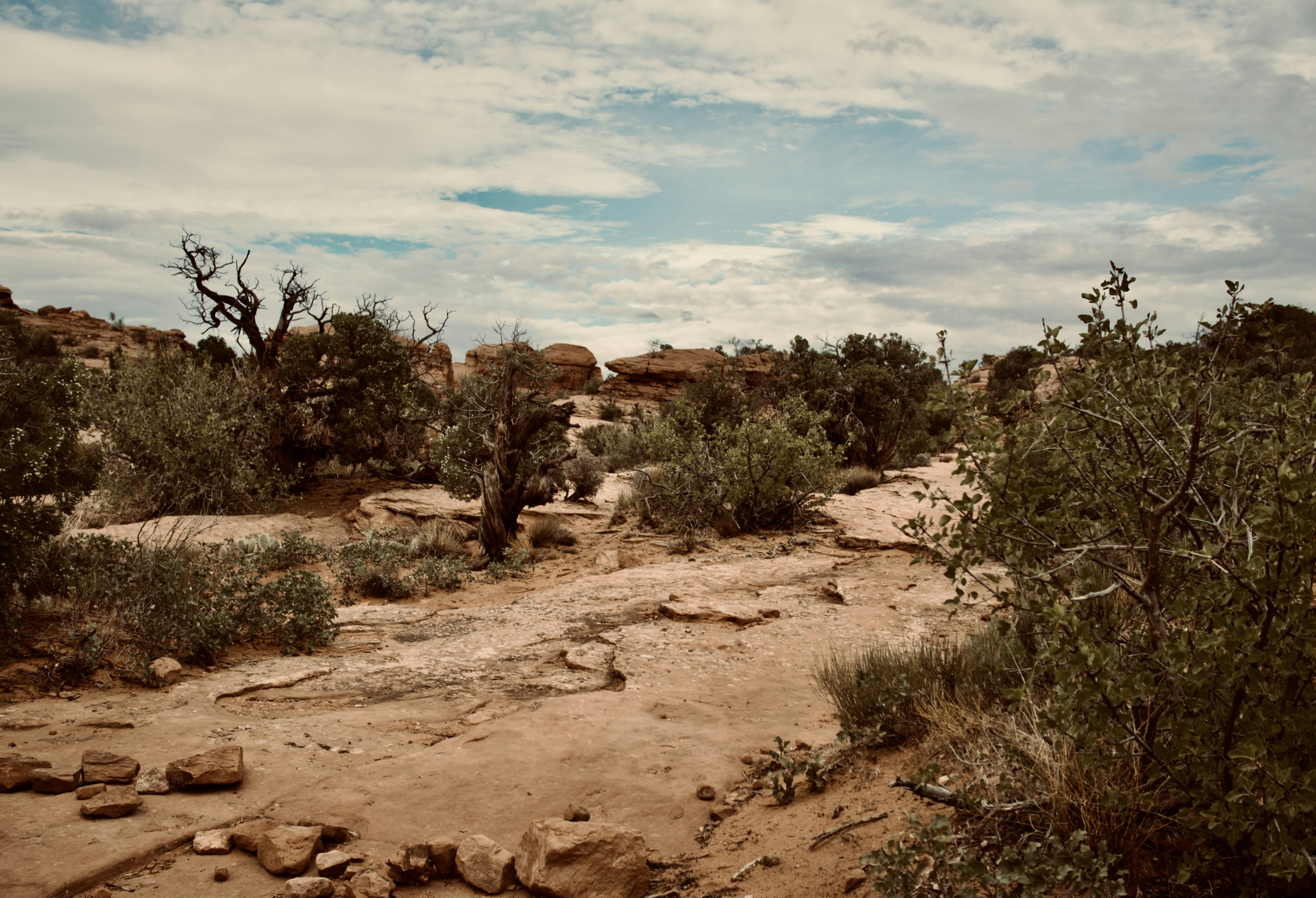 Water Wise Native Landscapes (image credits: unsplash)
