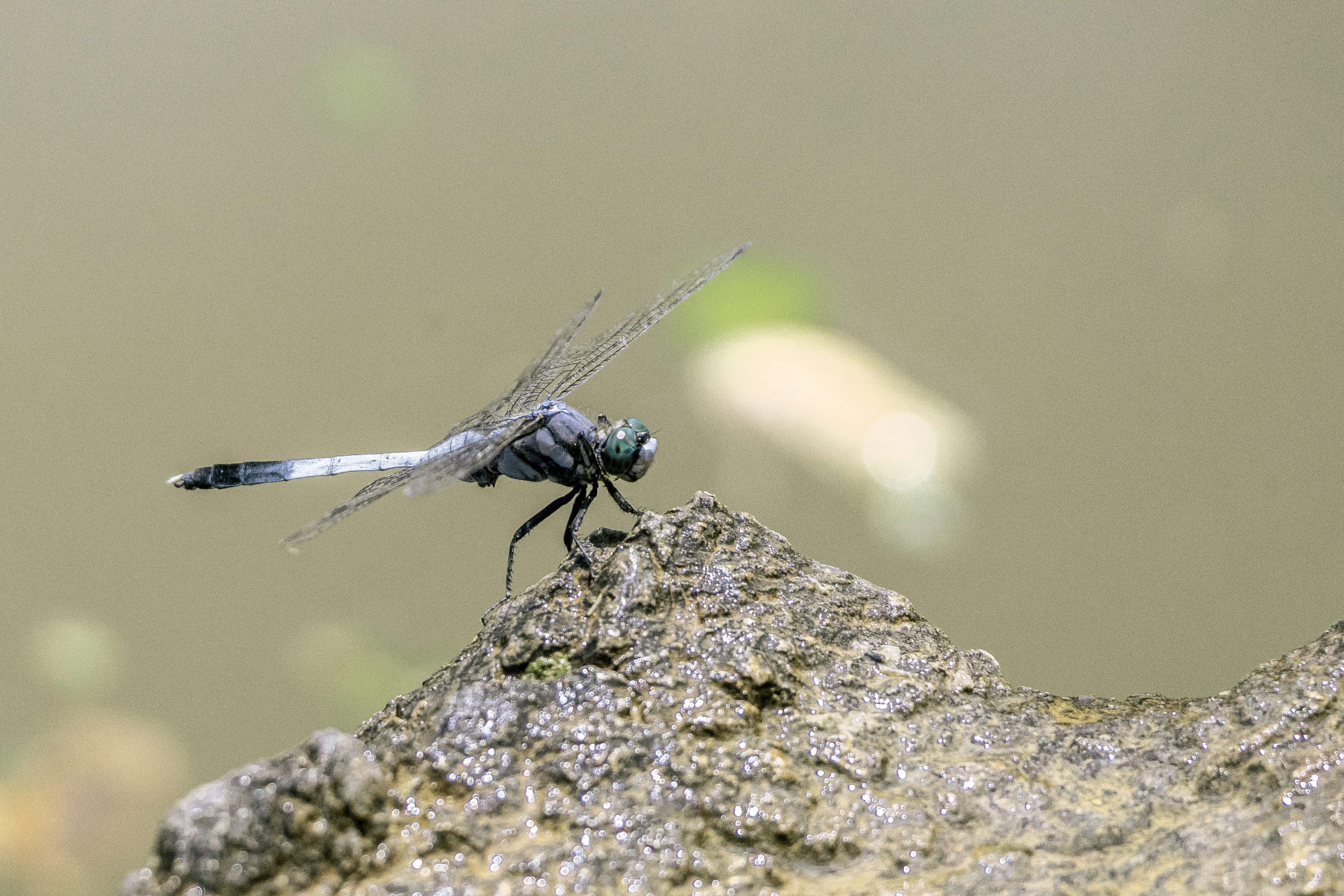 A dragon flys over a rock in the water