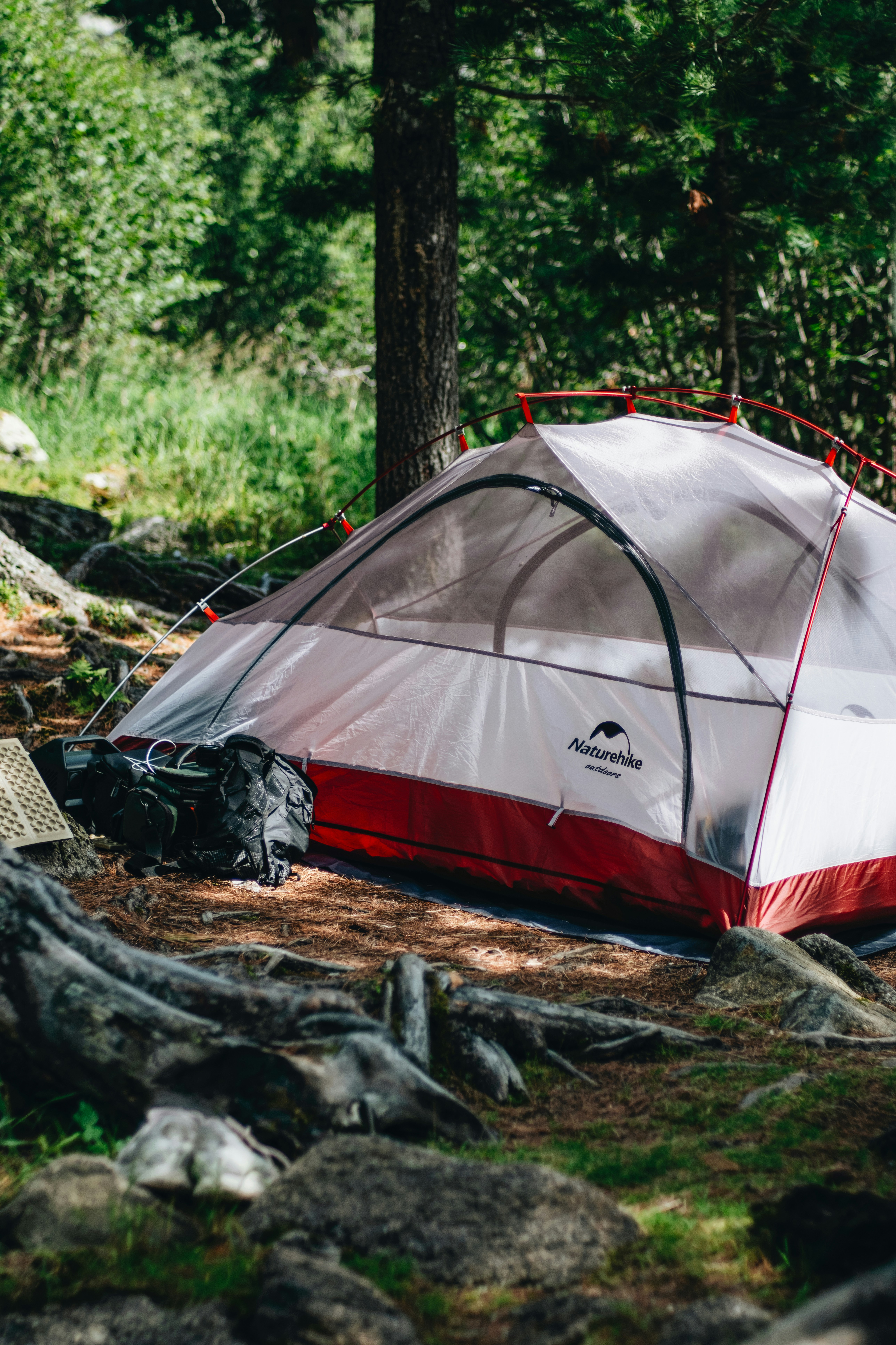 Forest campsite nature, ilustrasi artikel Your First Camping Trip: Essential Gear for Beginners 4