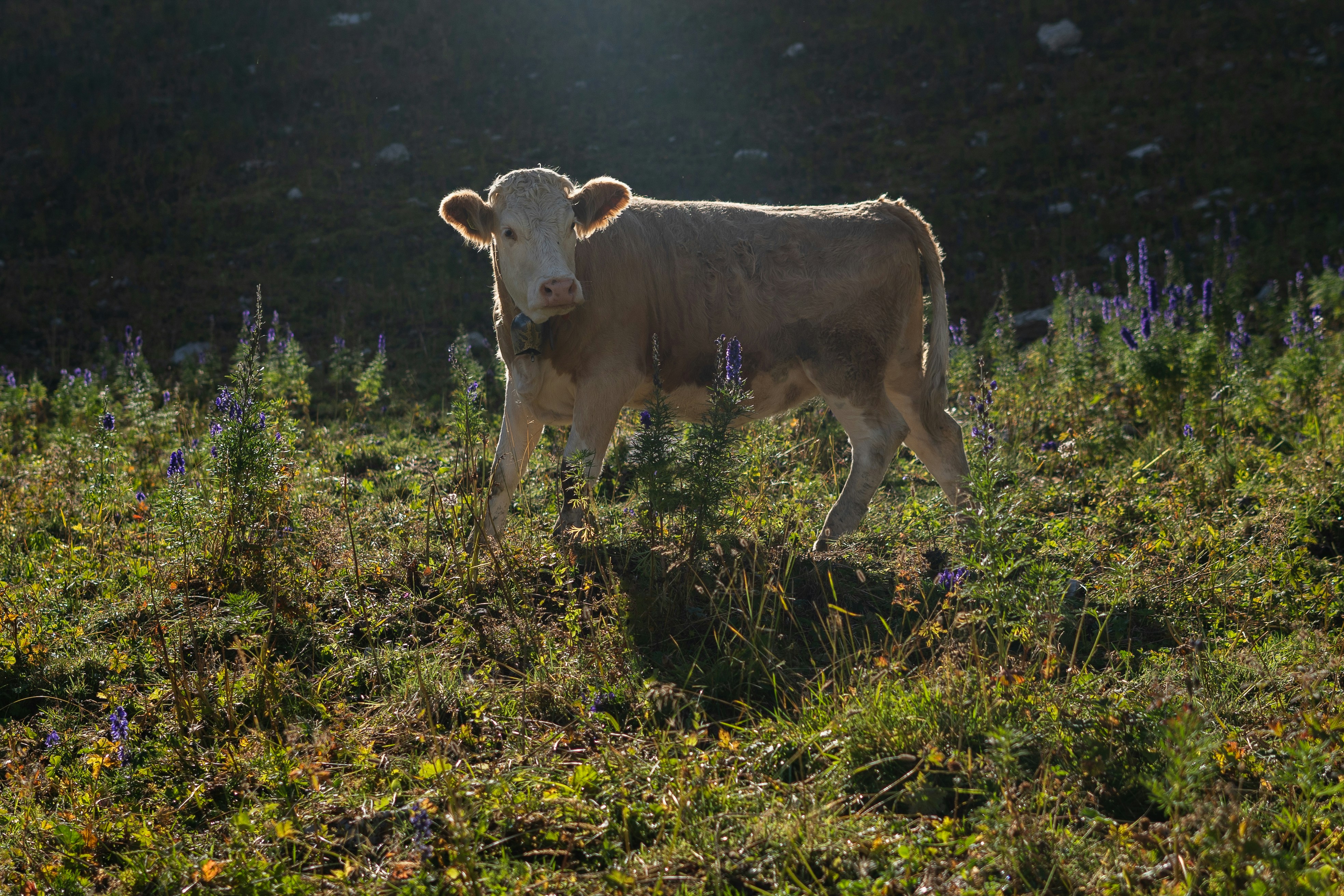 A cow is standing in a field of grass