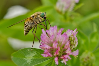 A close up of a bee on a flower