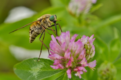 A close up of a bee on a flower