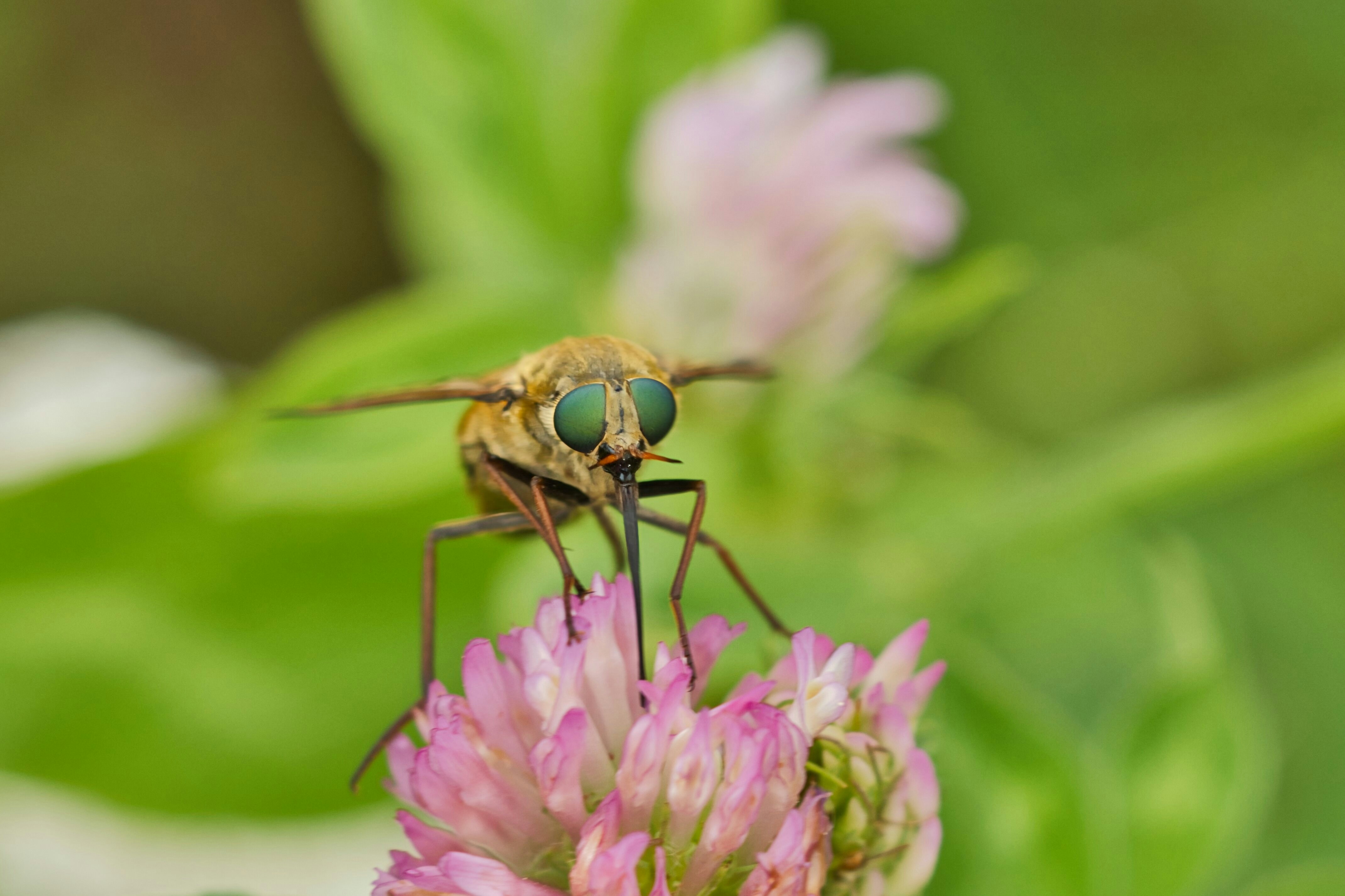 A couple of flies sitting on top of a pink flower