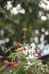 A bunch of flowers that are in the grass