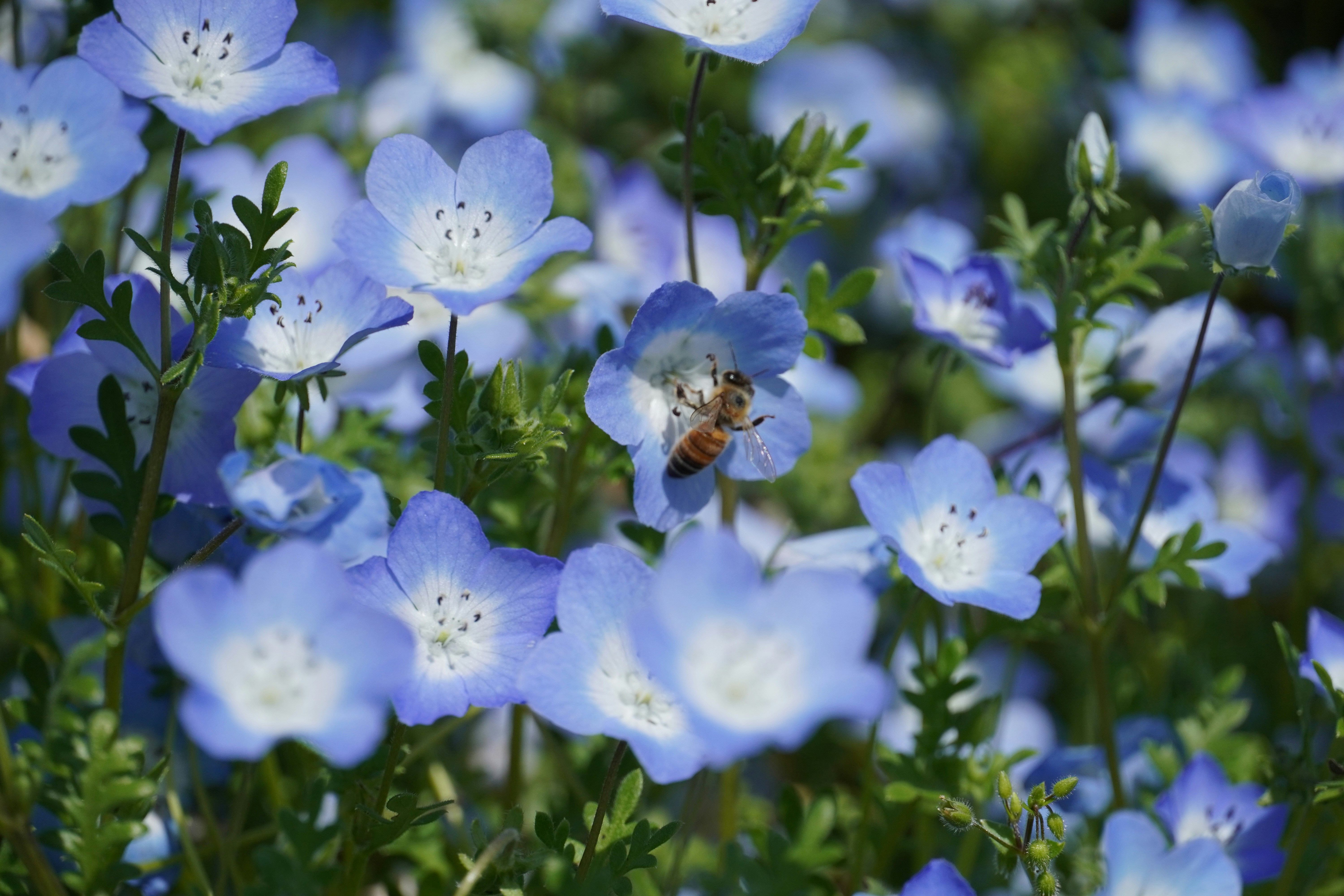 Photo by dsnphotography