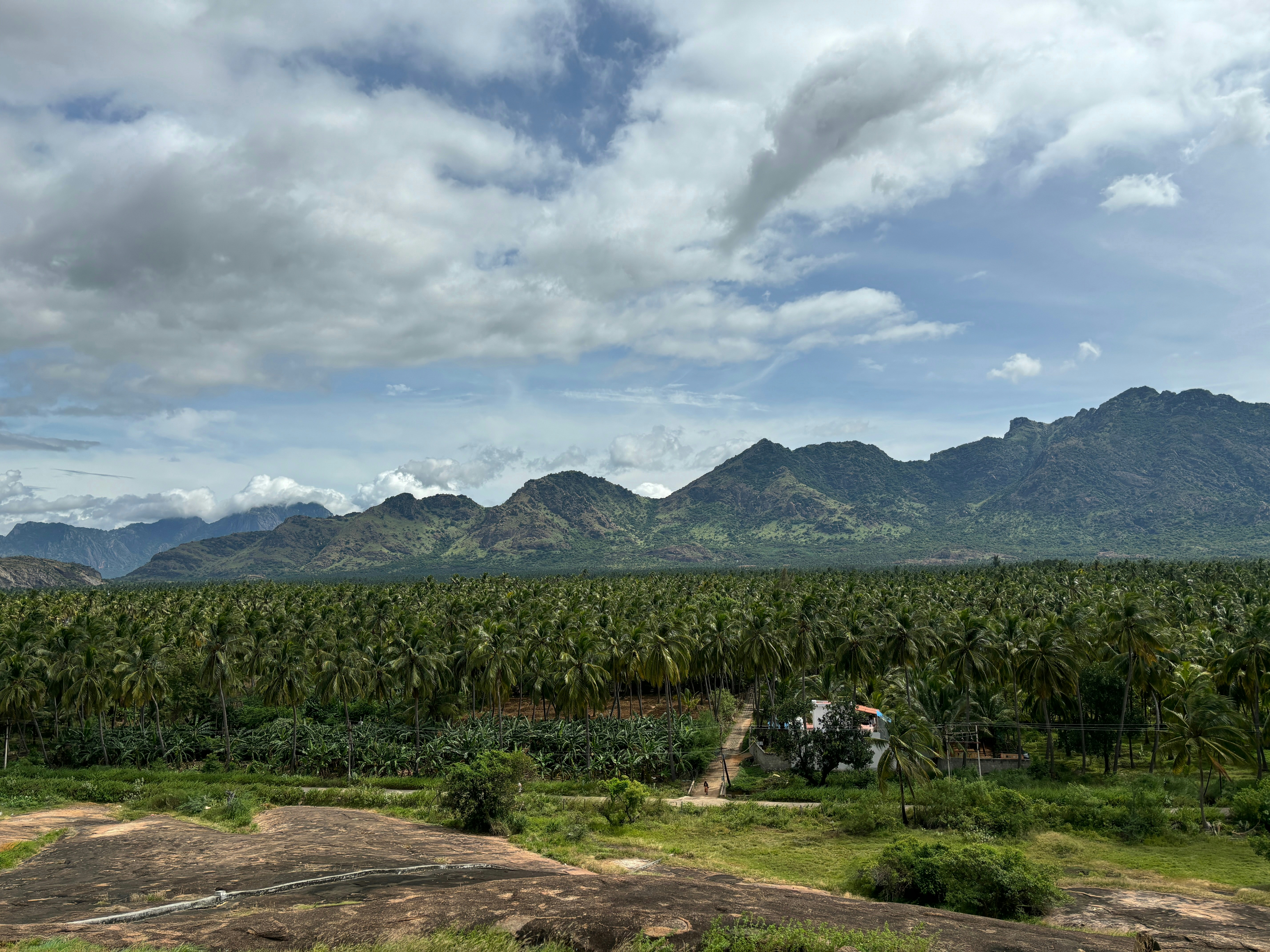 A view of a banana field with mountains in the background