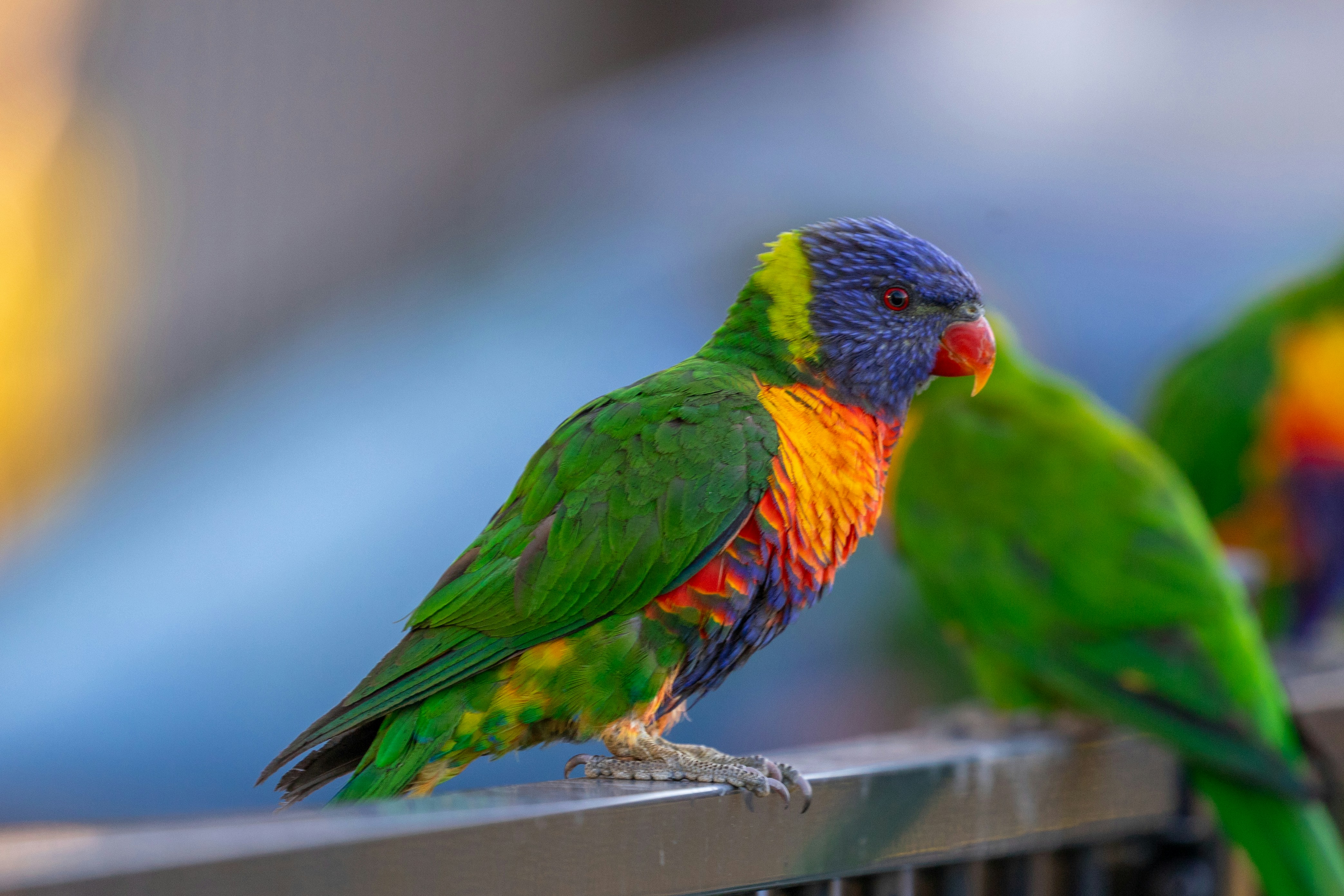 Photo by chrispylooms