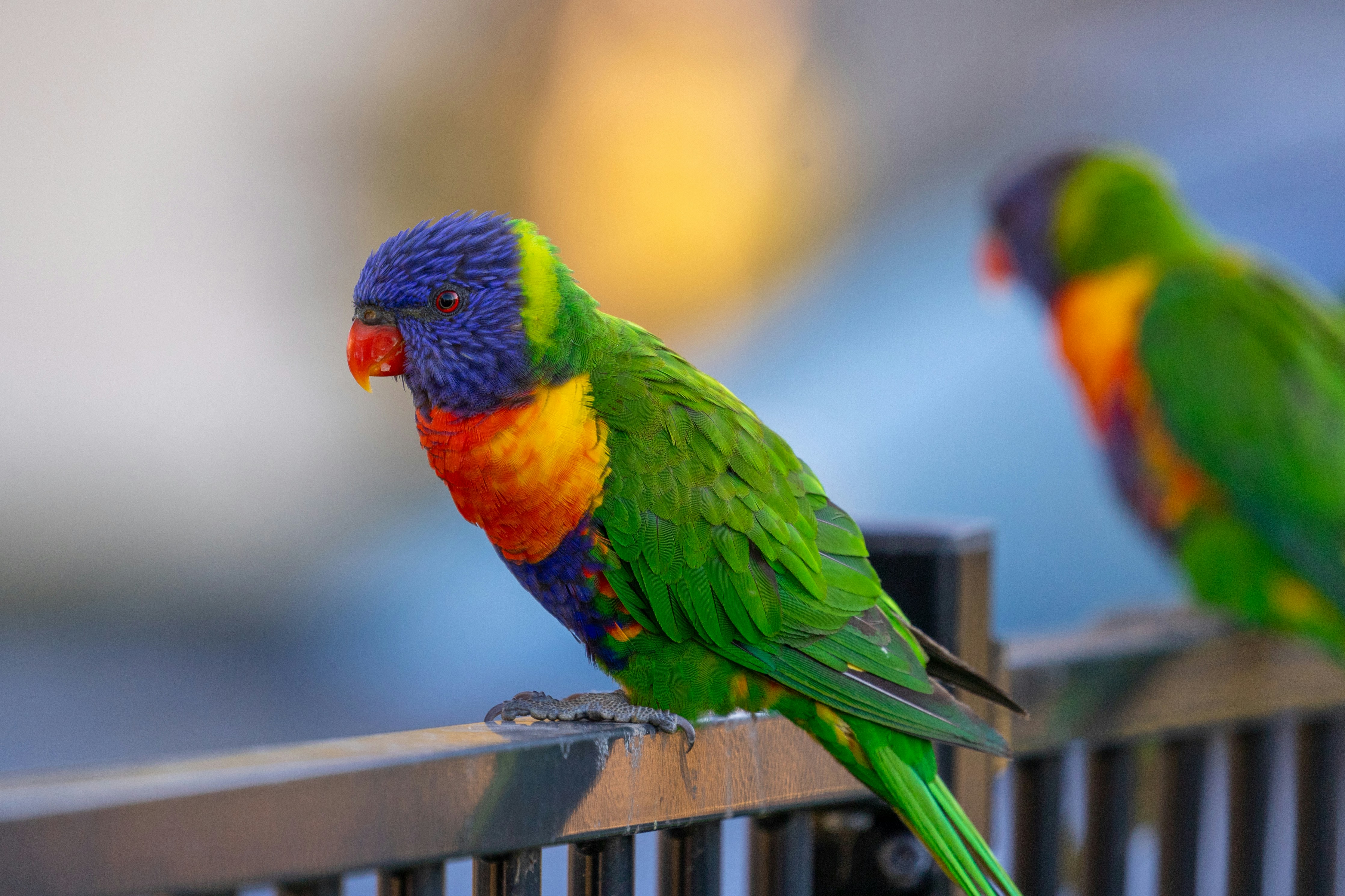 Photo by chrispylooms