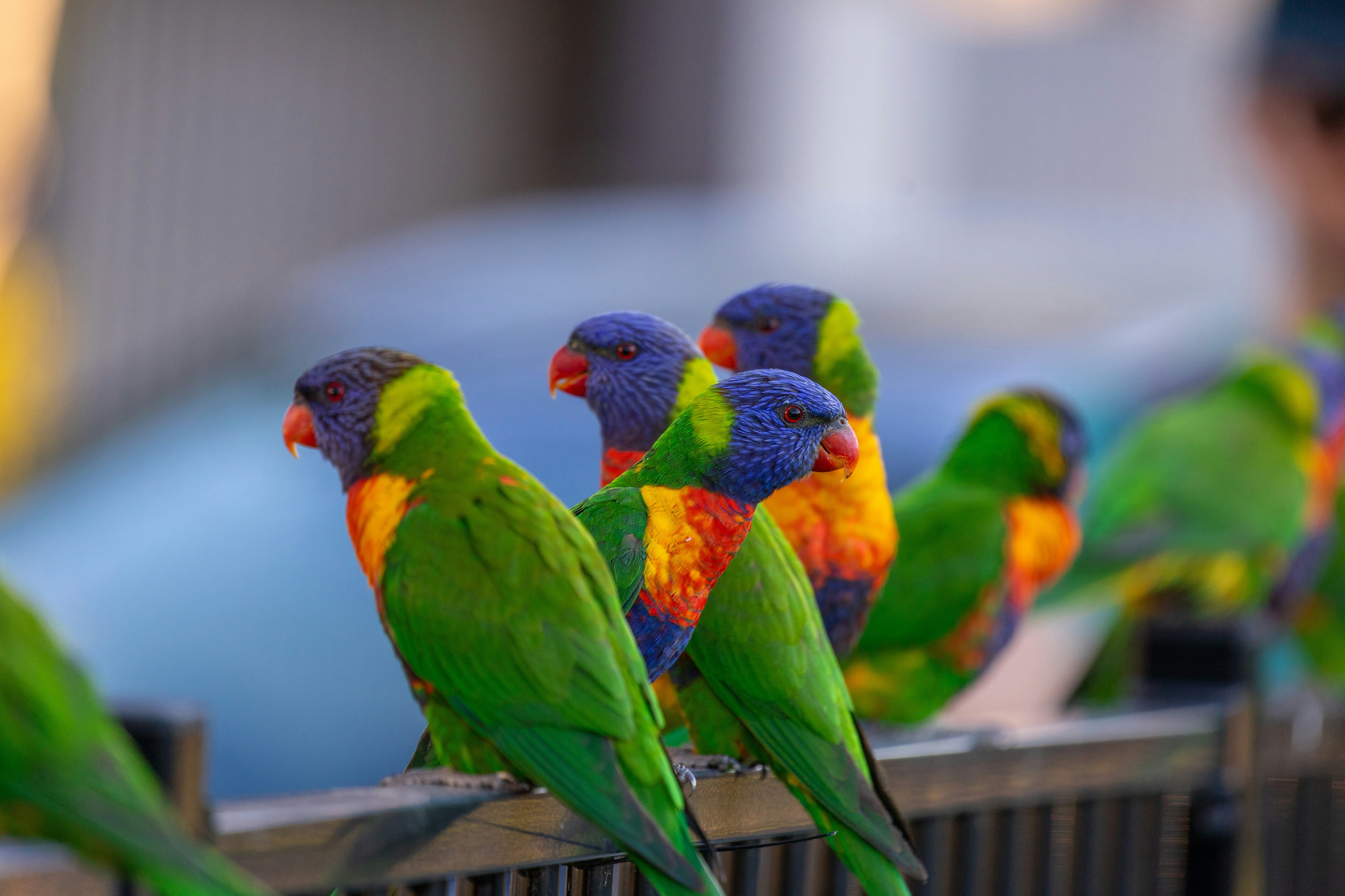 Photo by chrispylooms