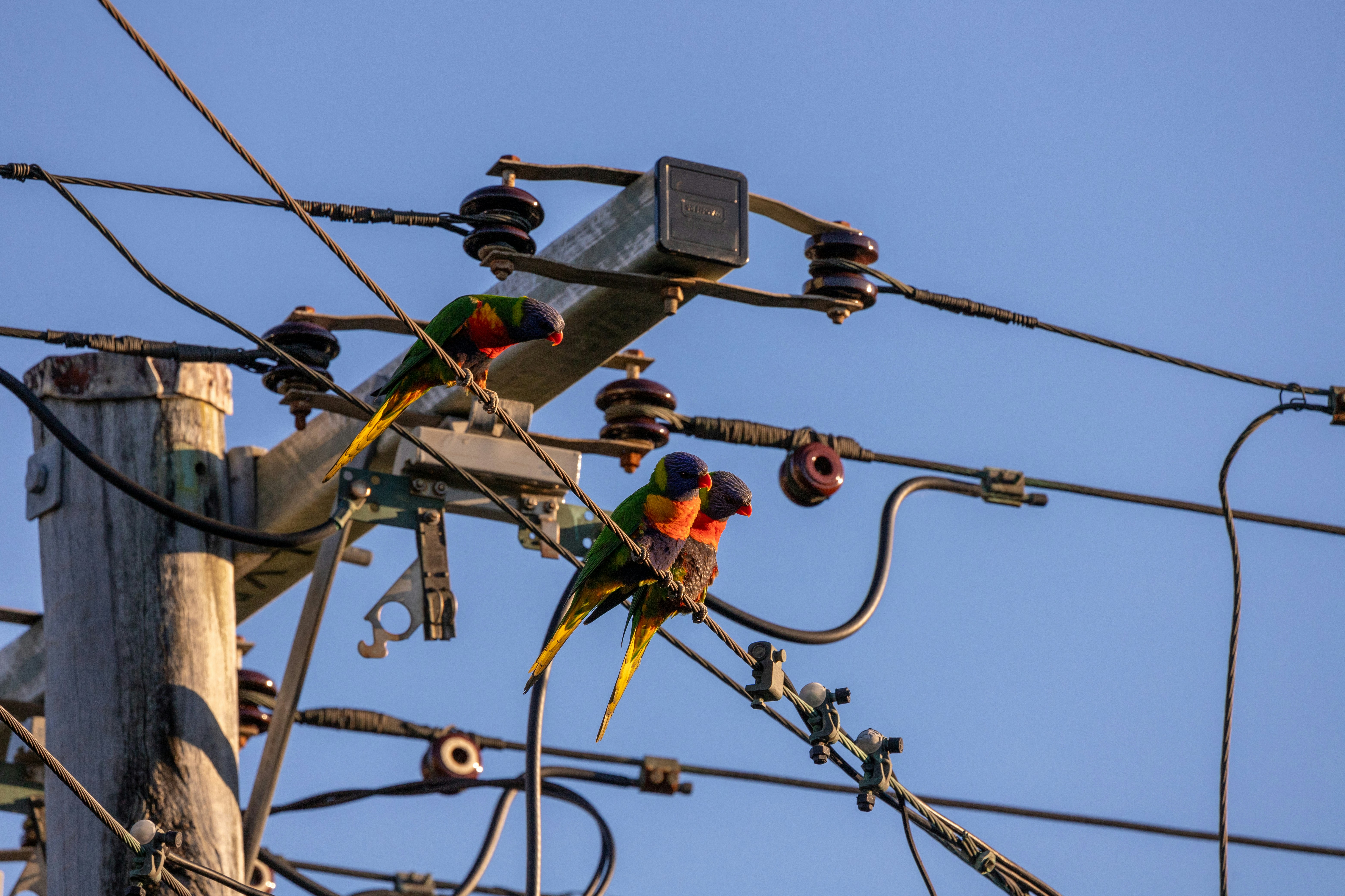 A couple of birds sitting on top of power lines